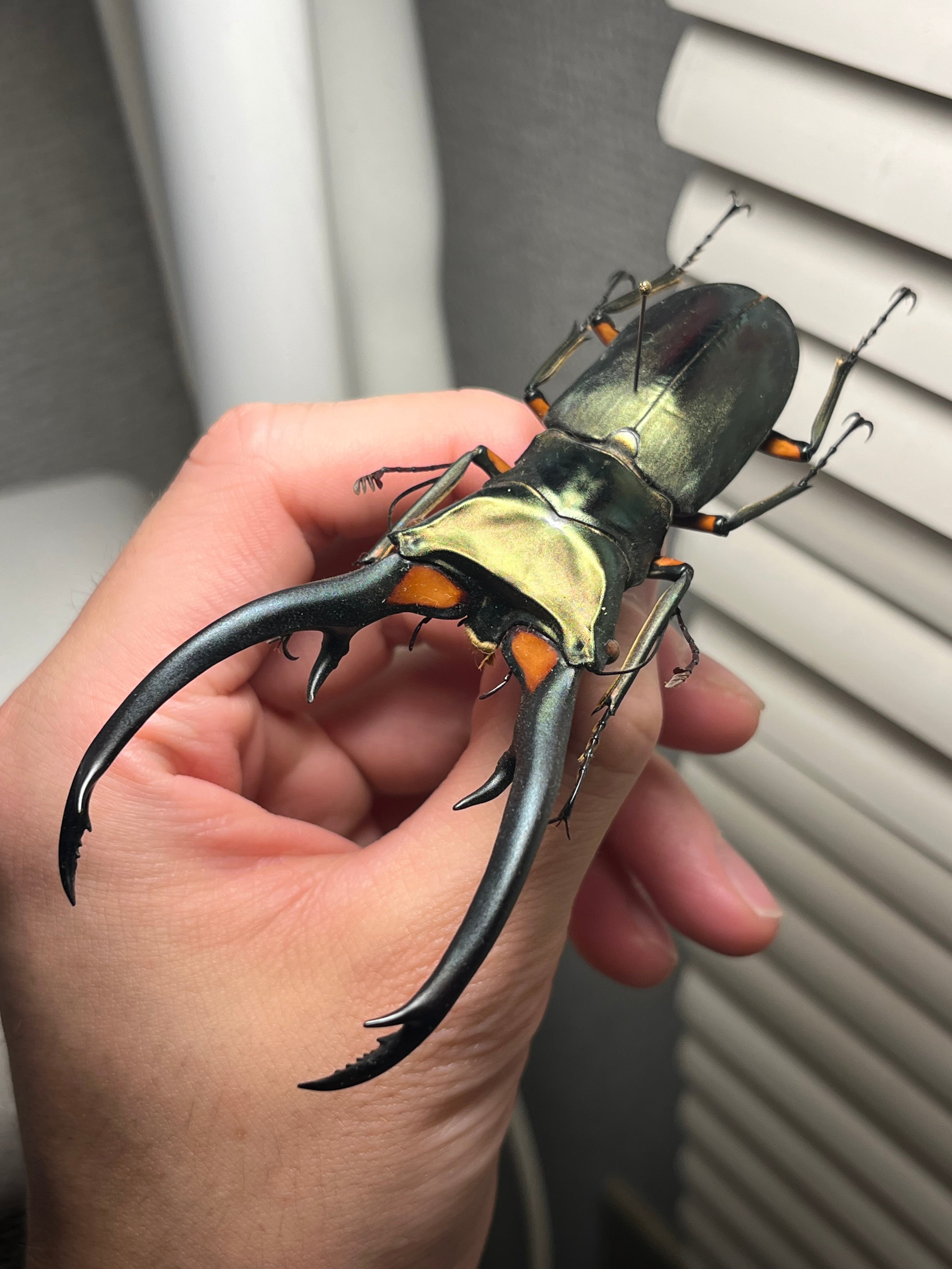 102mm】エラフスホソアカクワガタ Cyclommatus elaphus 紅鹿細身赤鍬形