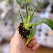 モンステラ バールマルクスフレーム / Monstera 'Burle Marx's Flame⑨│観葉植物