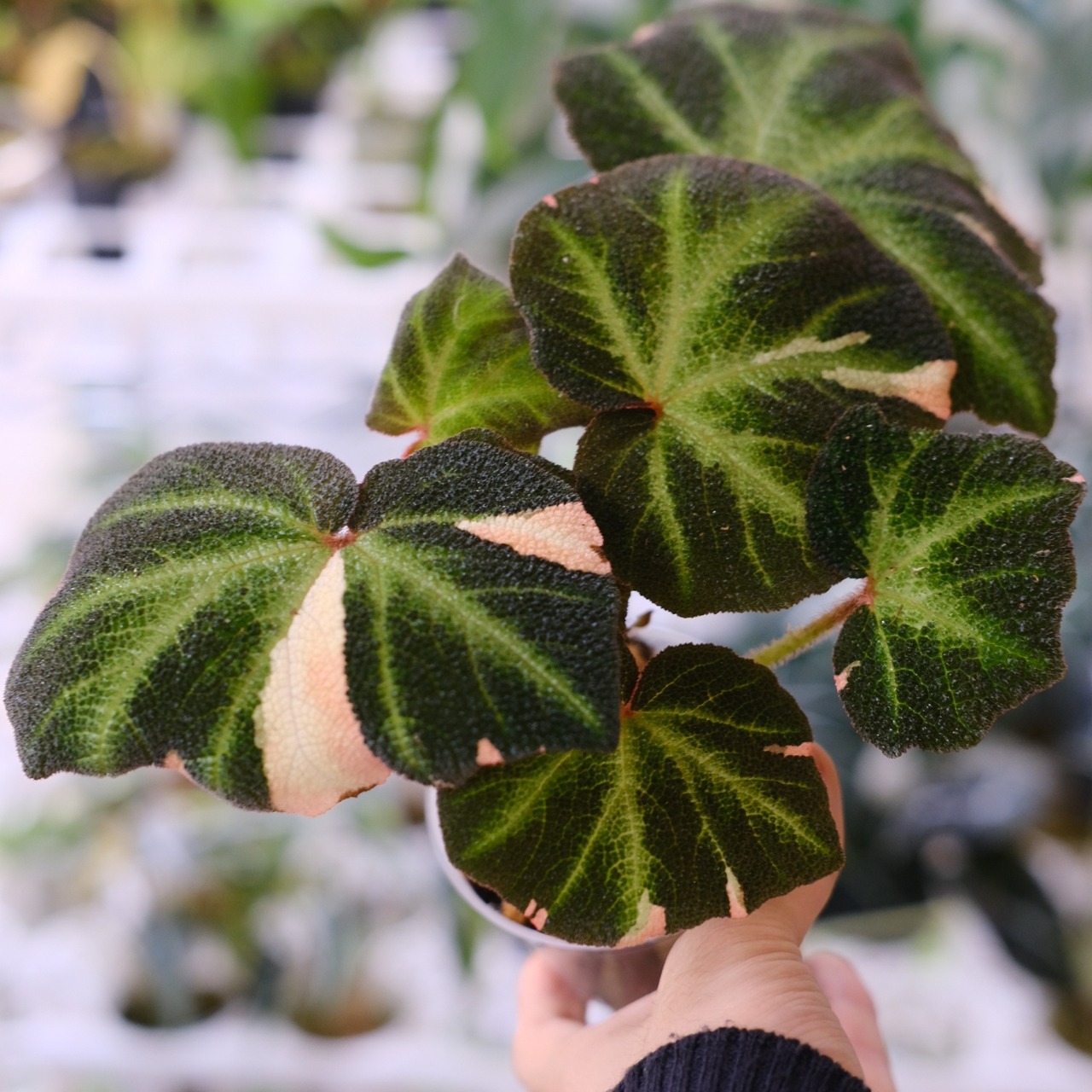 Begonia soli mutata Variegated / ベゴニア ソリムタータ バリエガータ ピンク②