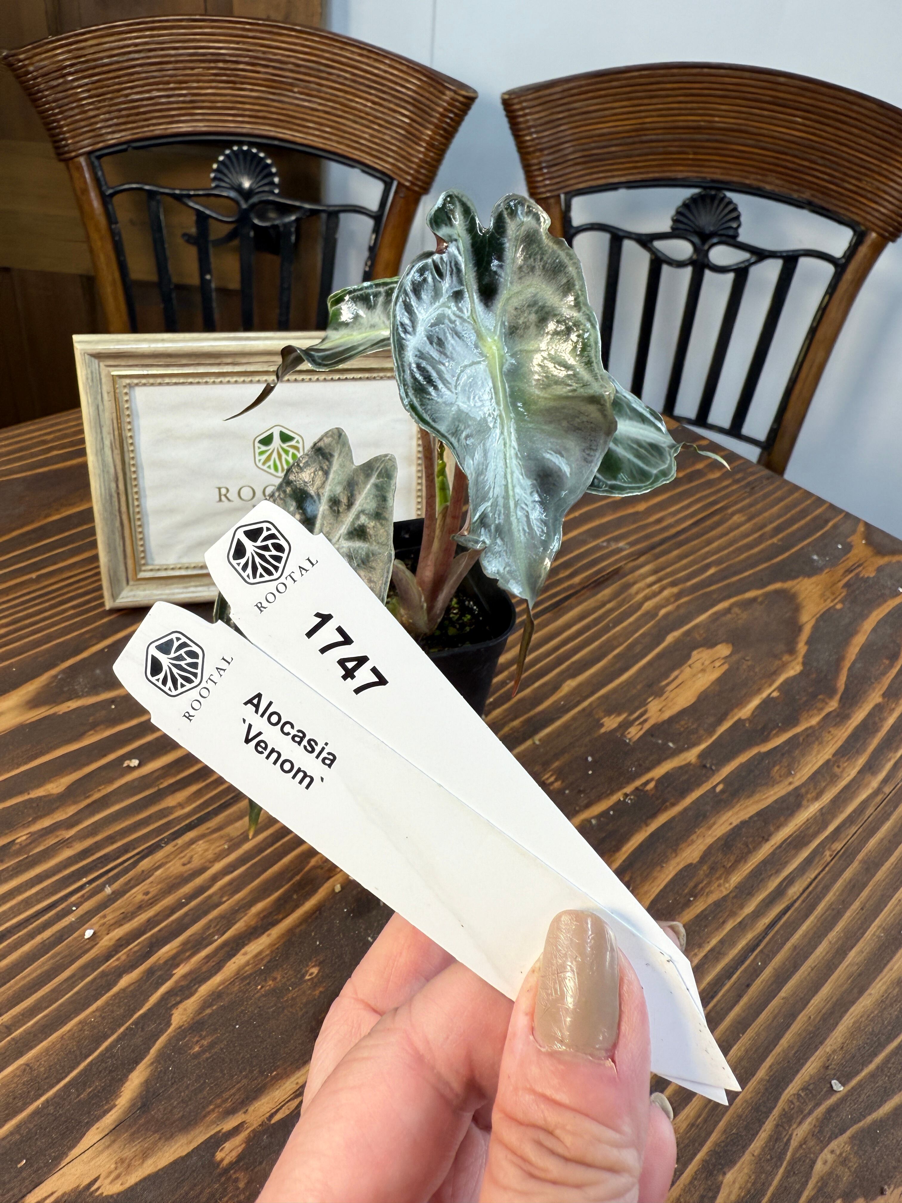 アロカシア　ポルトドラ　6号ロングスリット　無機質用土植え 2025年最新】アロカシア ポルトドラの人気アイテム - メルカリ