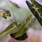 アロカシア バンビーノ イエロー / Alocasia bambino variegated 'Yellow'⑥ / 観葉植物