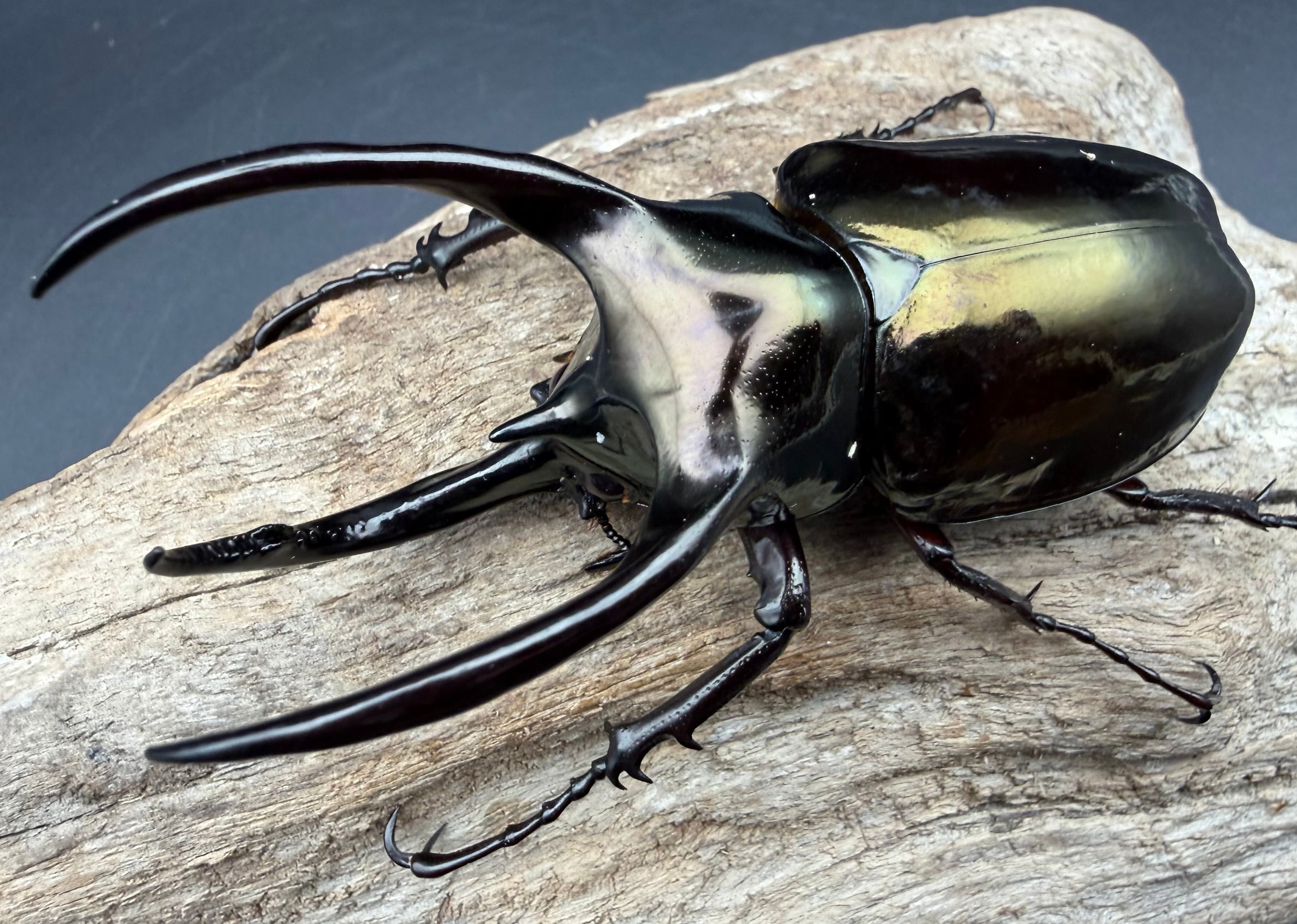 WD】《ジャワコーカサスオオカブト 114mm A'品ペア》 | KPW公式