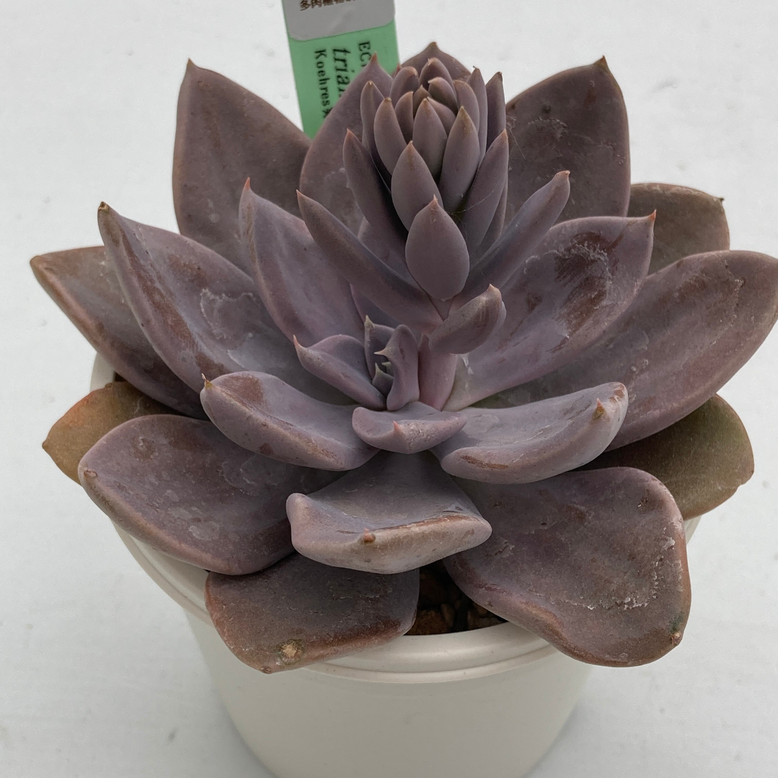 エケベリア カンテ 500粒 原種 実生 ケーレス 種子 カンテ | TOMOZOO