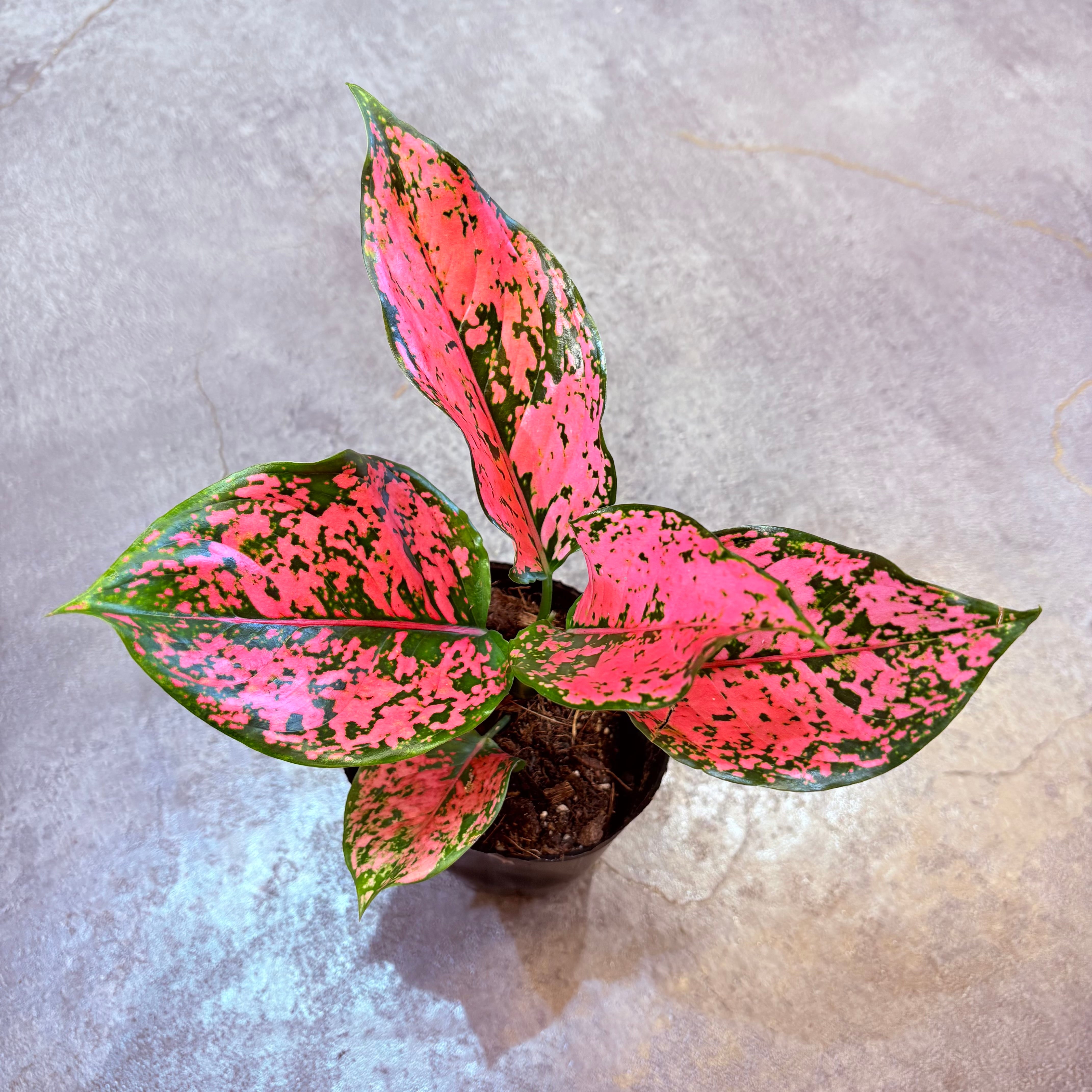 アグラオネマ ニューカンクンピンク 3.5号 D | Green Vibes 宇都宮市の