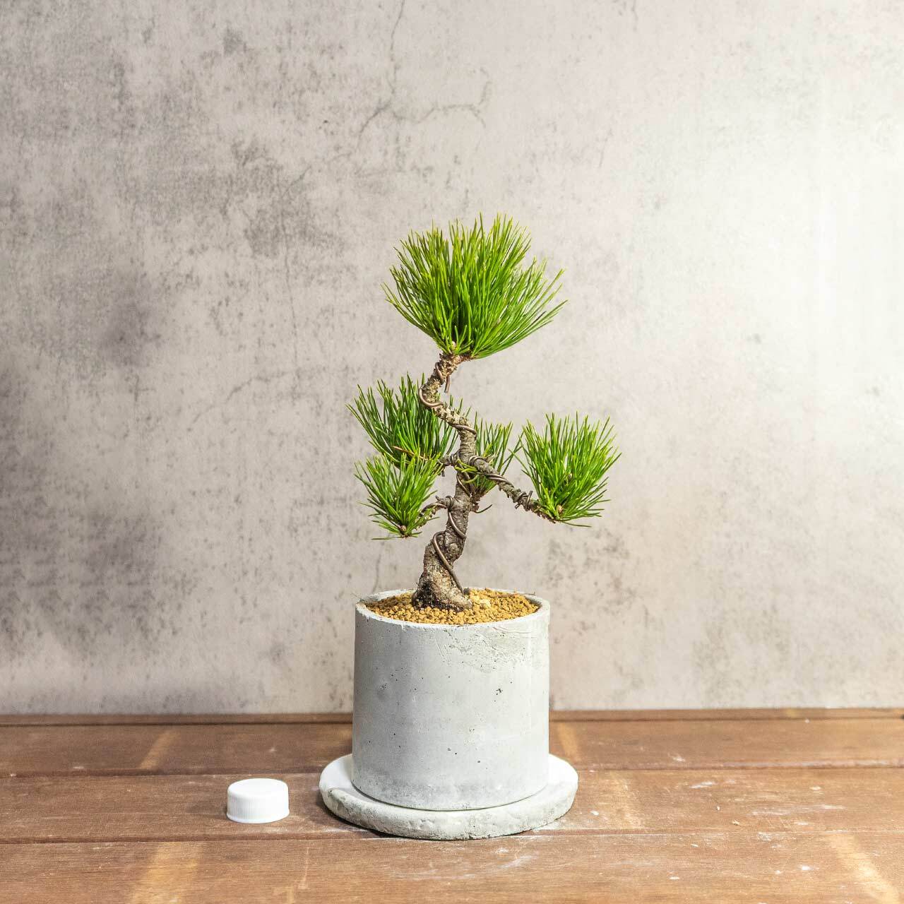 和モダン インテリア 盆栽 八ツ房黒松 モルタル鉢 セット 黒松 ミニ盆栽 卓上サイズ【虫発生抑制】