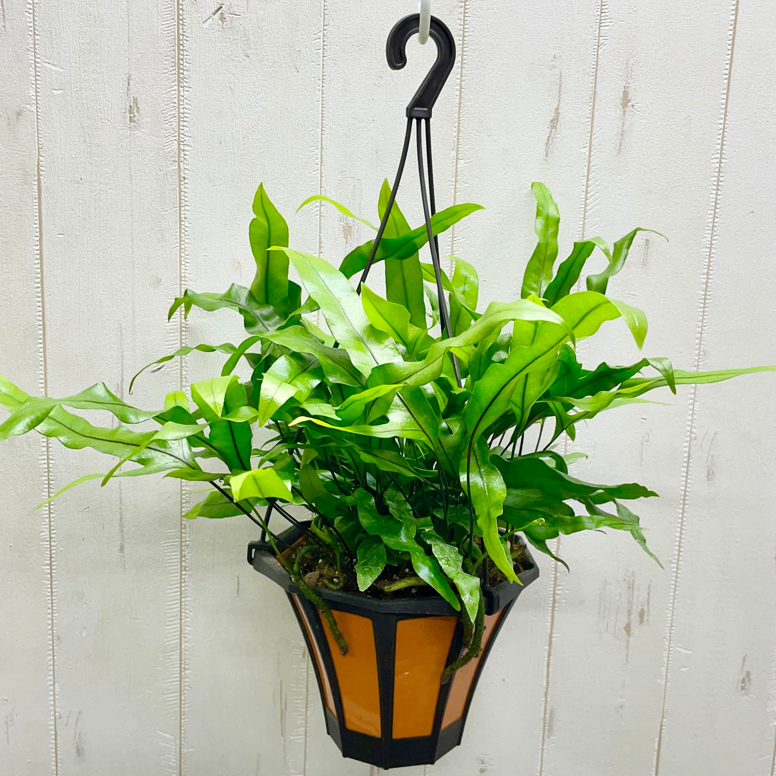 風にゆれるグリーン ミクロソリウム・カンガルーファン 吊り鉢〈5号