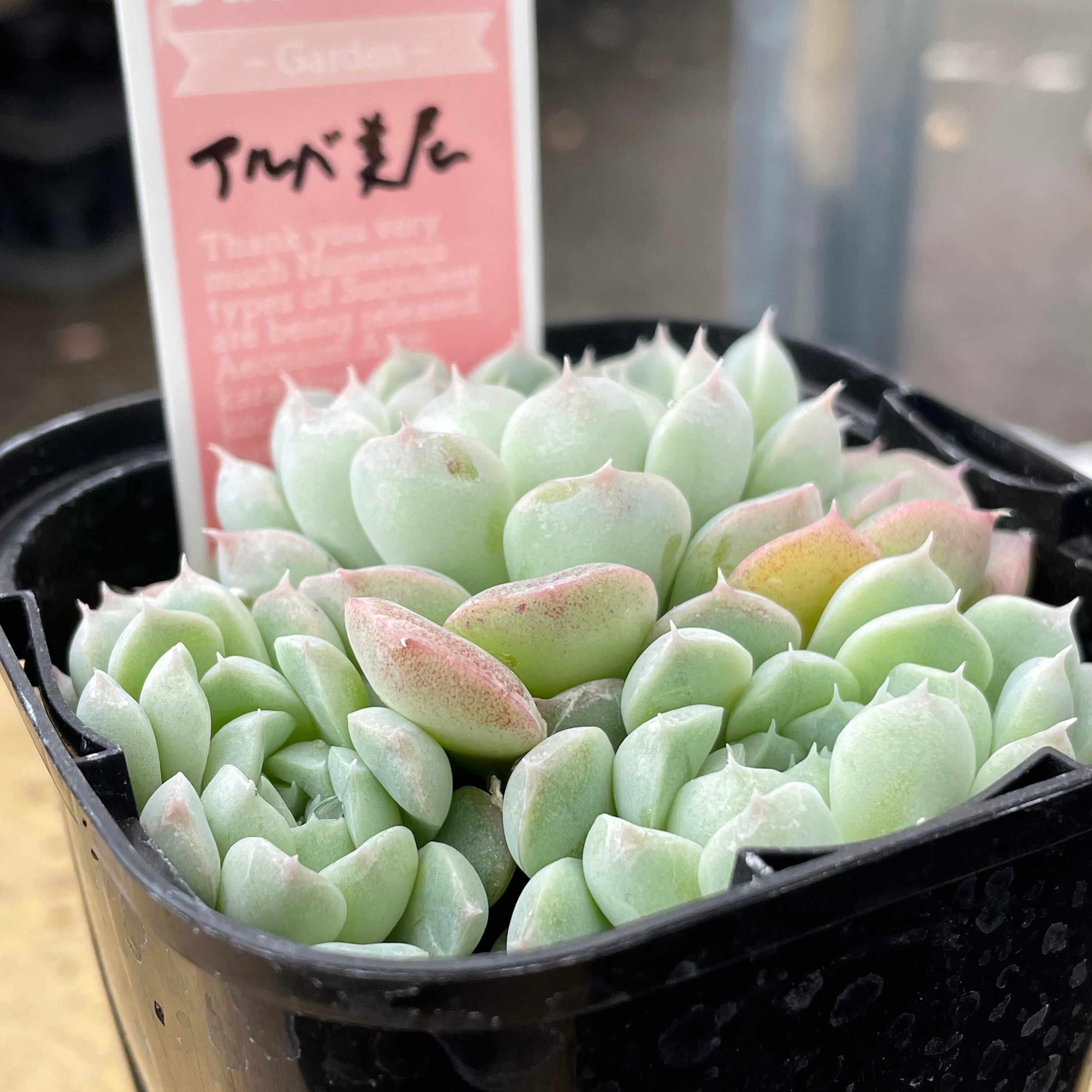 アルバ美尼群生 | RuPo 多肉植物専門店