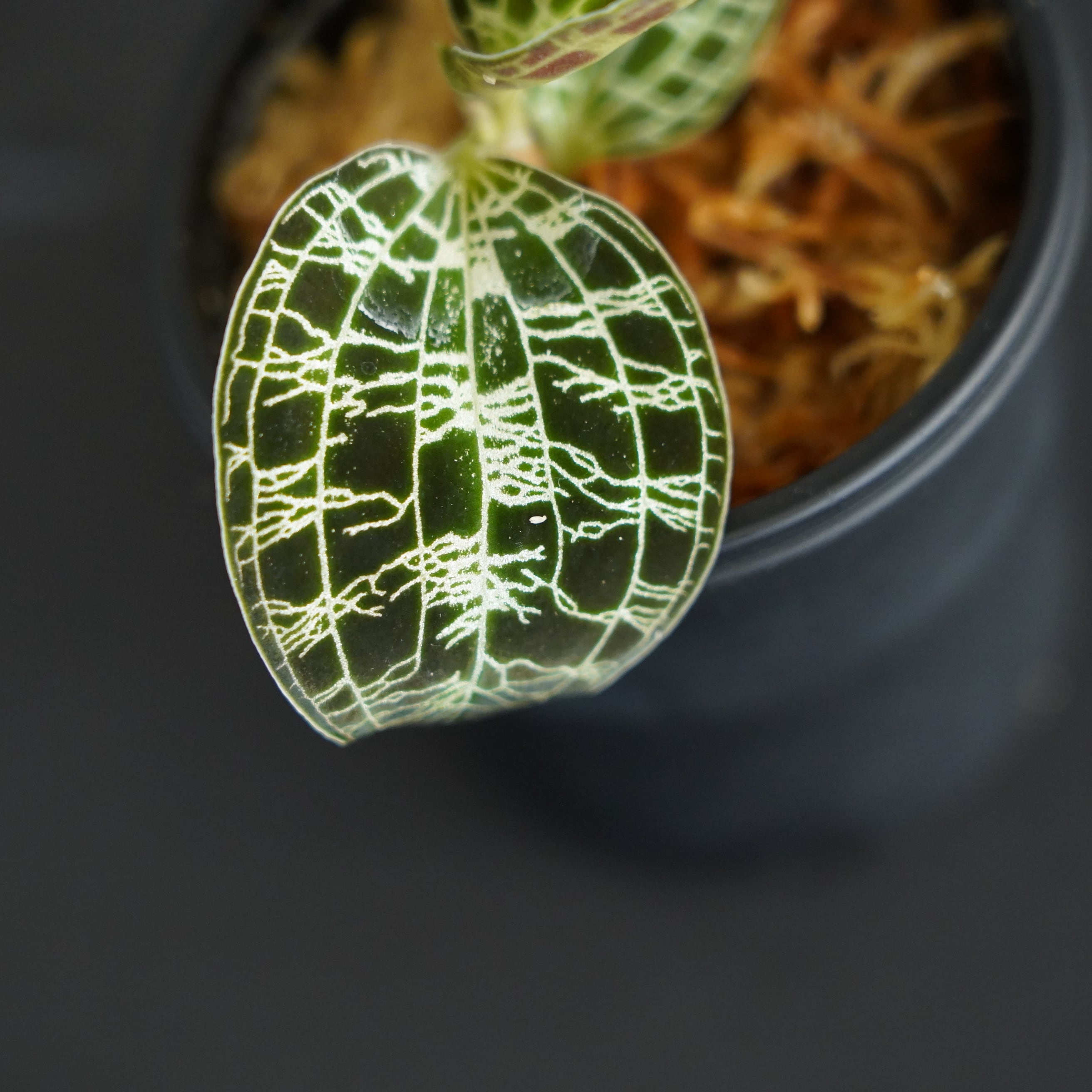 ◇現品◇マコデス ペトラ （プラチナム） Macodes petola 'Platinum
