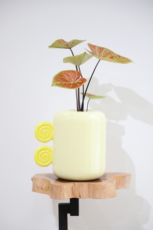 【S】カラジウム ニューウェーブ/土不使用 ※フラワーベース付き