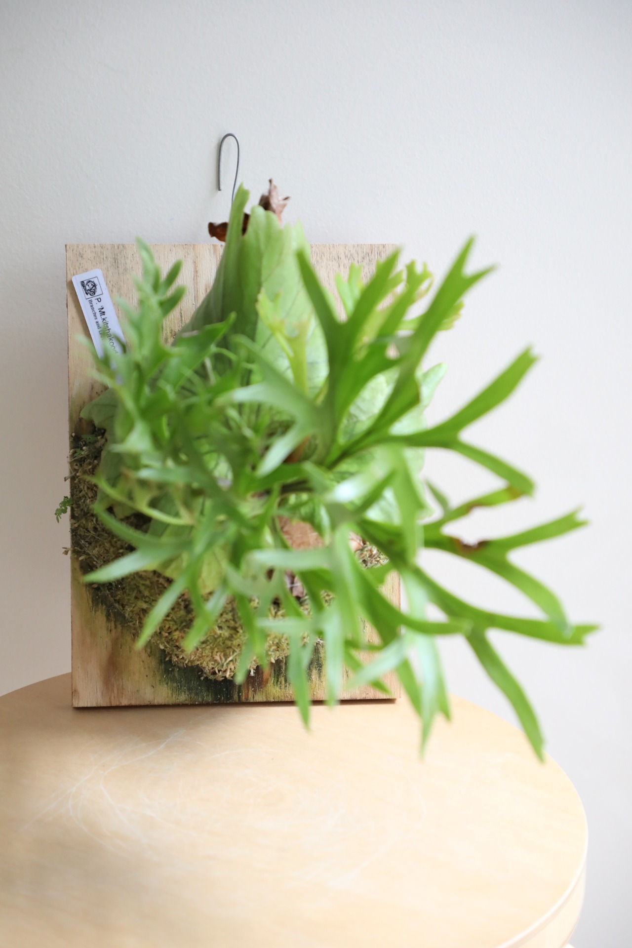 【M】ビカクシダ マウントキッチャクード 板付仕立て/Platycerium 'Mount Kitshakood'