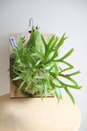 【M】ビカクシダ マウントキッチャクード 板付仕立て/Platycerium 'Mount Kitshakood'