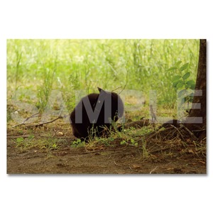 のら猫ポストカード　〈南青山〉025