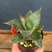 アガベ　オテロイ　実生【694】