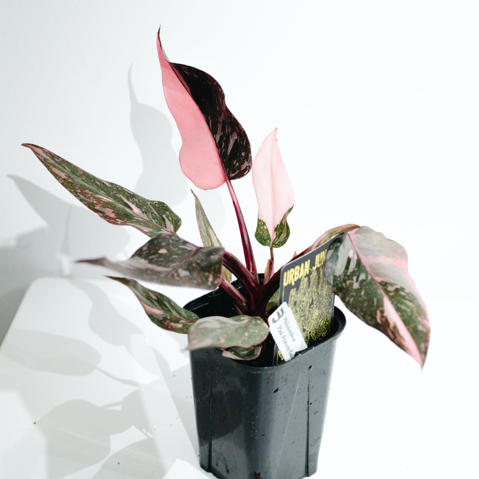 ホヤ・シルバーダラー（Hoya 'Silver Dollar'） | MERAKI