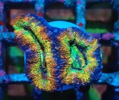 【現地買付】LordhowensisFrag "PremiumRainbow"  24