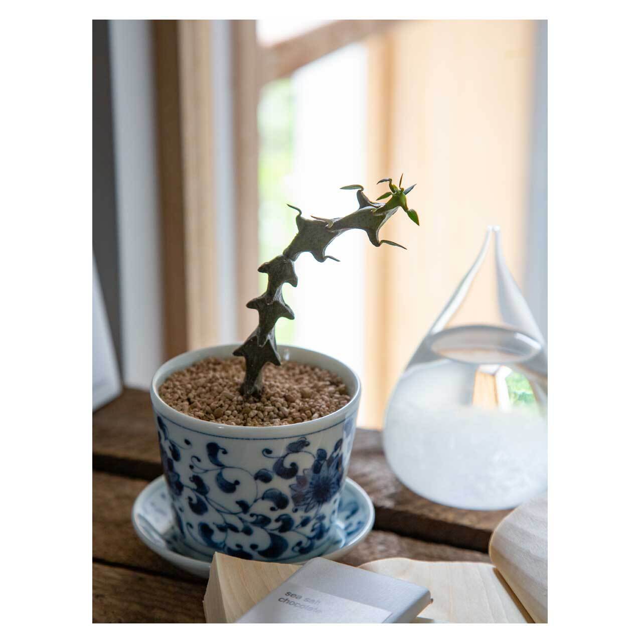sho-p様専用【抜き苗】【挿し木】ceropegia 3種セット ネット通販