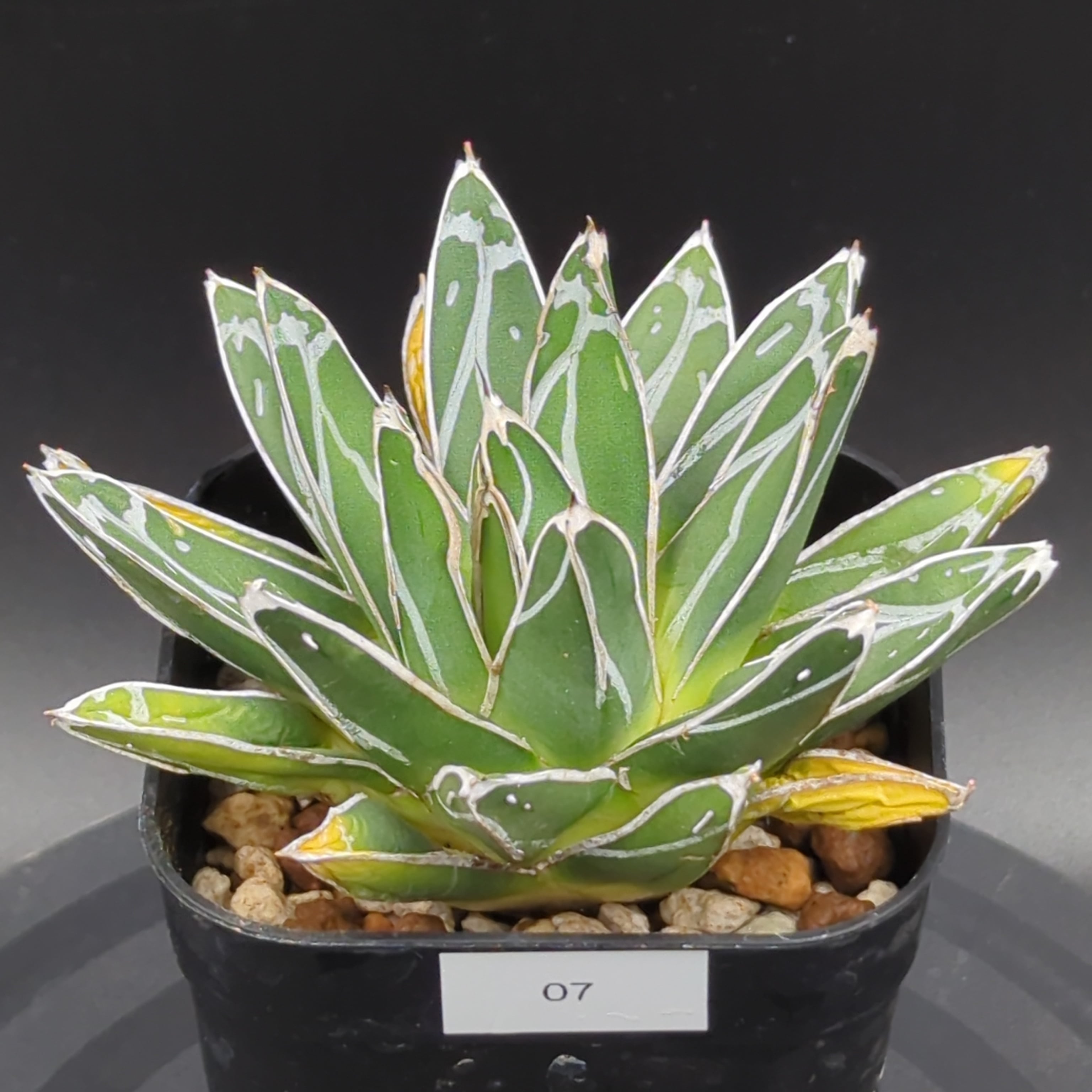 アガベ ダルマ笹の雪 | BRIDGE GARDEN