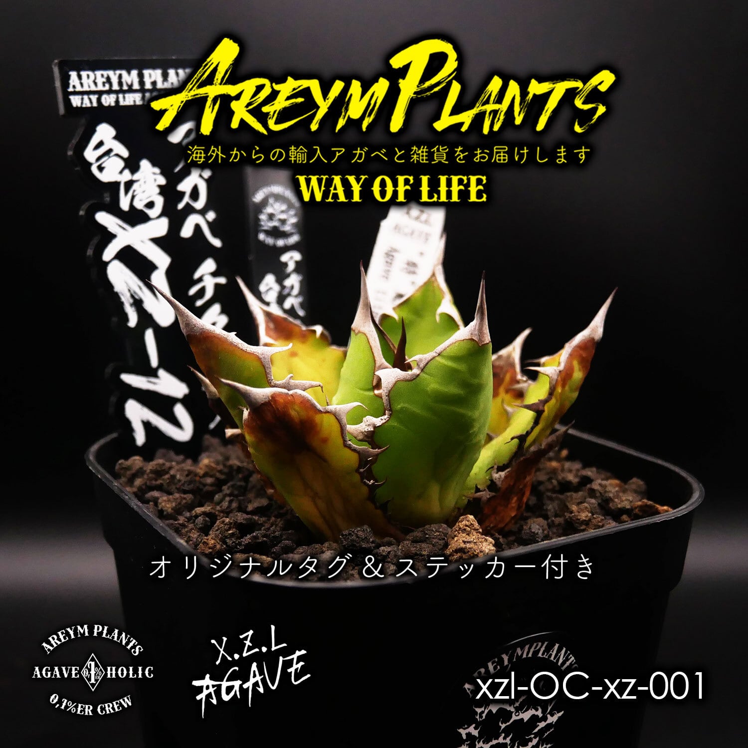 アガベ チタノタ XZ-12 Agave Titanota アガベ チタノタ XZ-12 Agave Titanota
