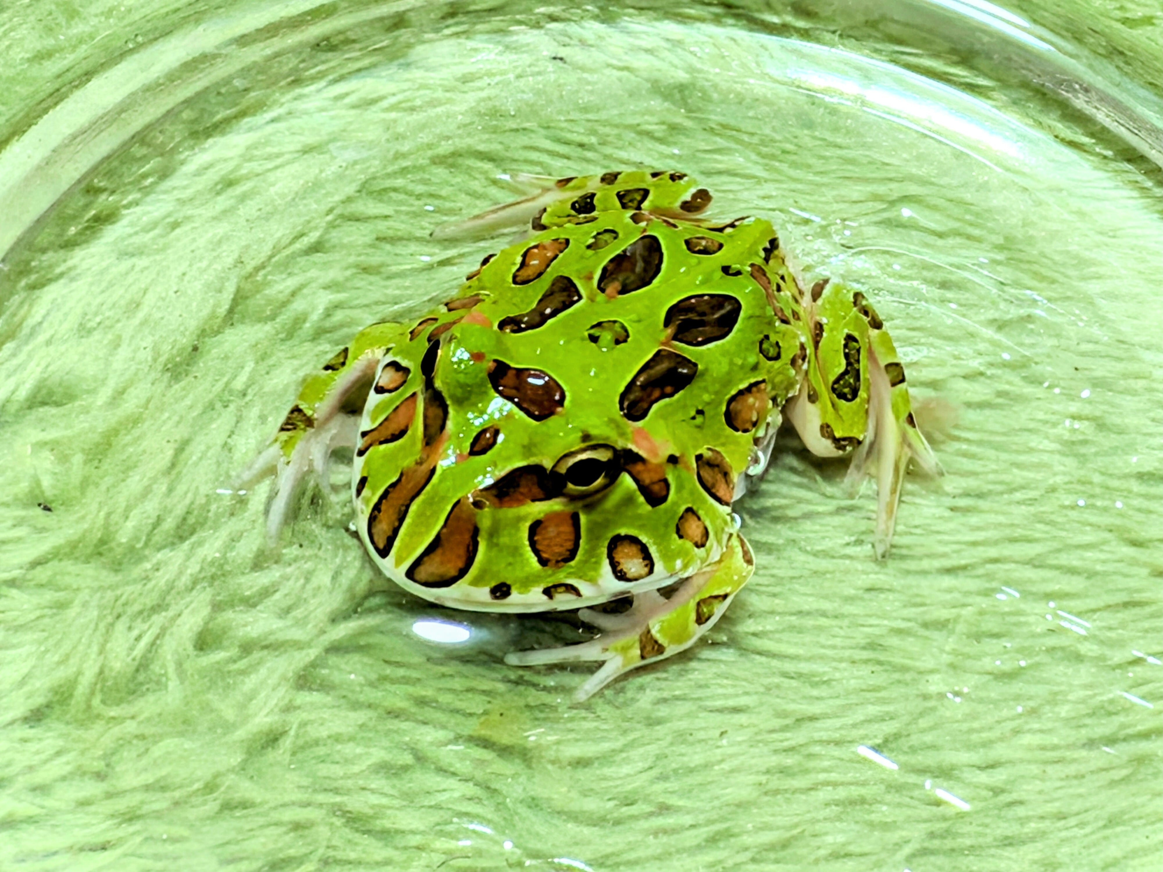 パワーズフクラガエル カエル | BUG.st パワーズフクラガエル カエル | BUG.st