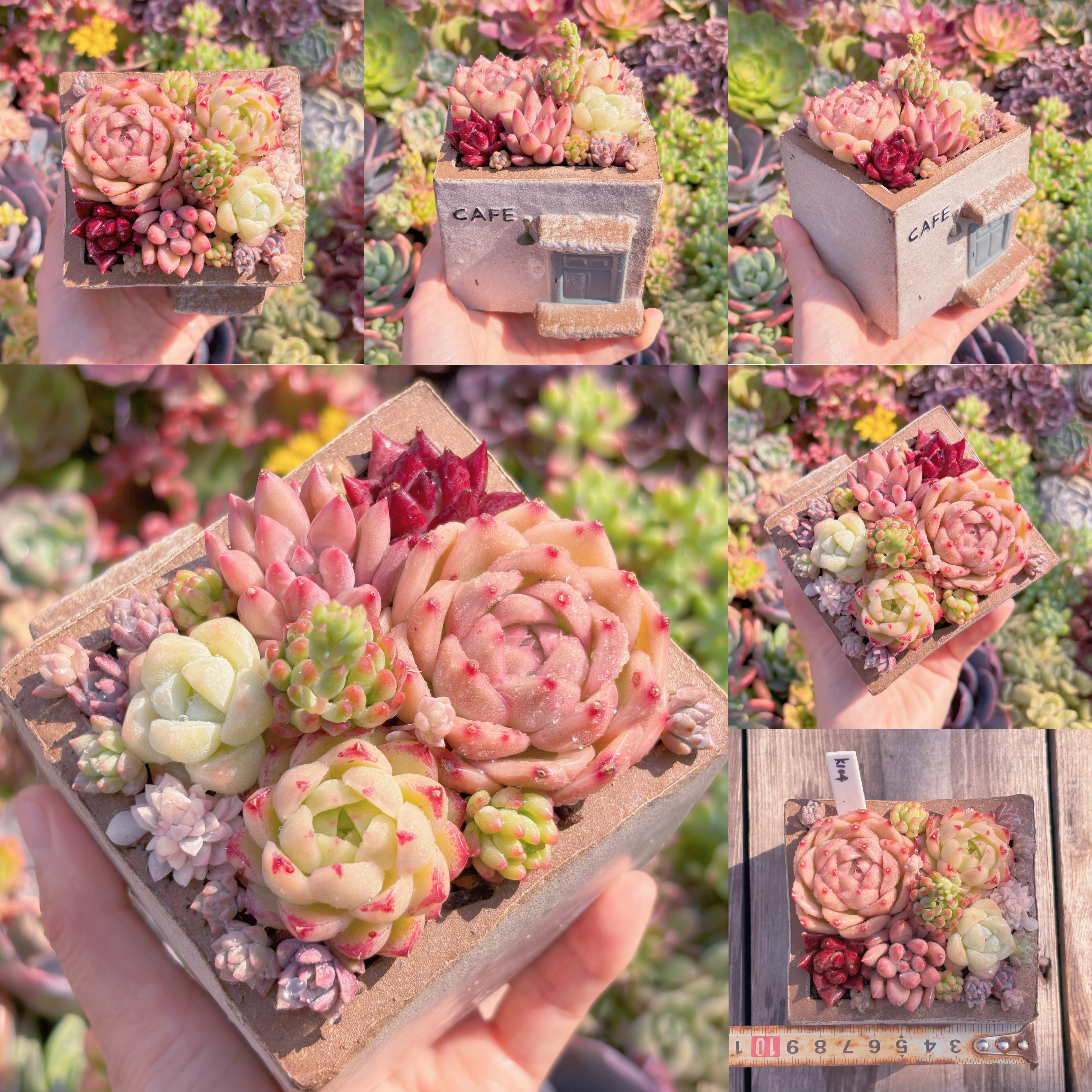 現品　ぷくぷく多肉のお家#K104　直径8.5cm　在庫僅少　るる農園