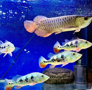 キクラ・フルブラック⁈（フルフロッグ⁈）SP