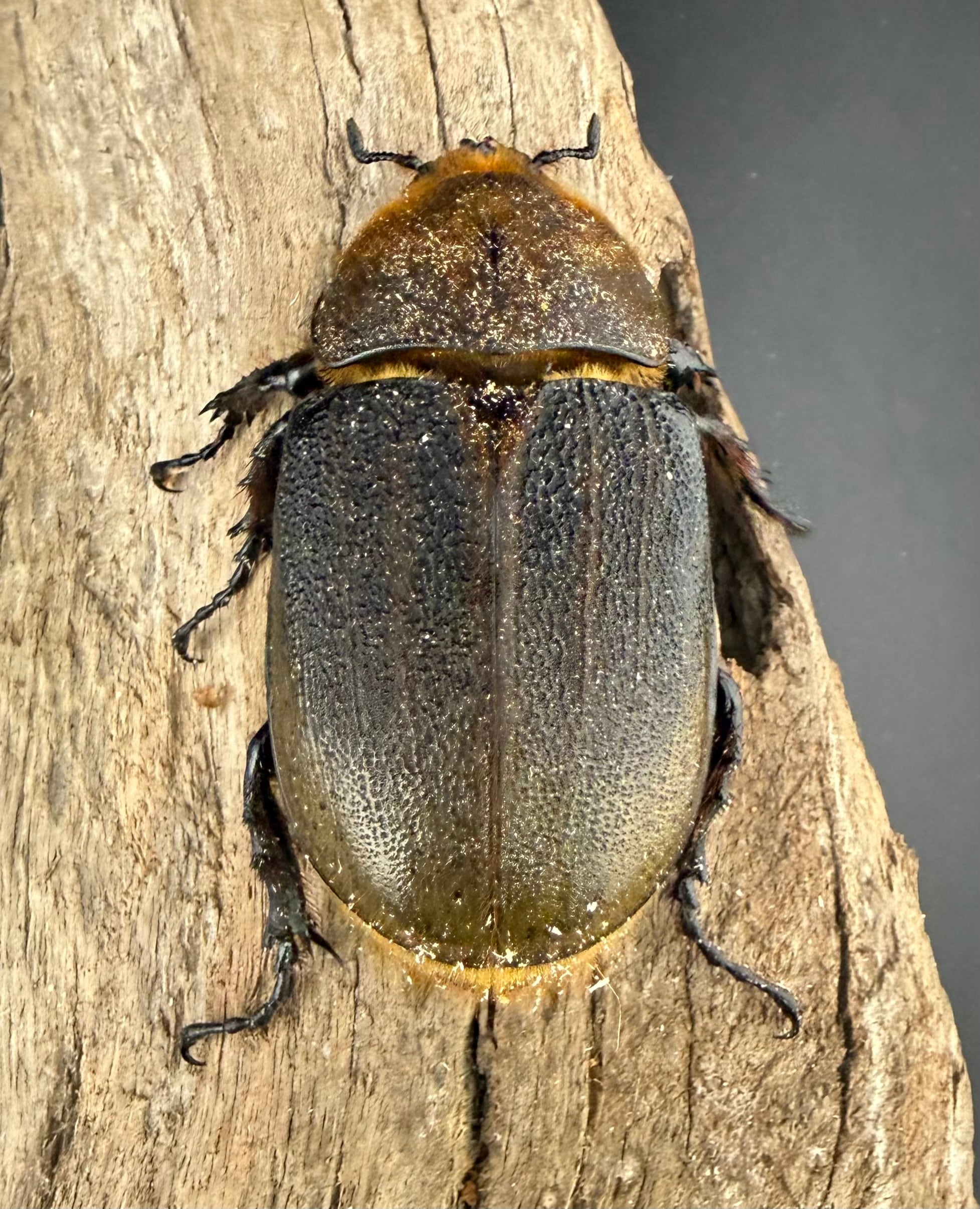 ヘラクレス・ヘラクレス 146mm ペア》 | KPW公式オンラインショップ