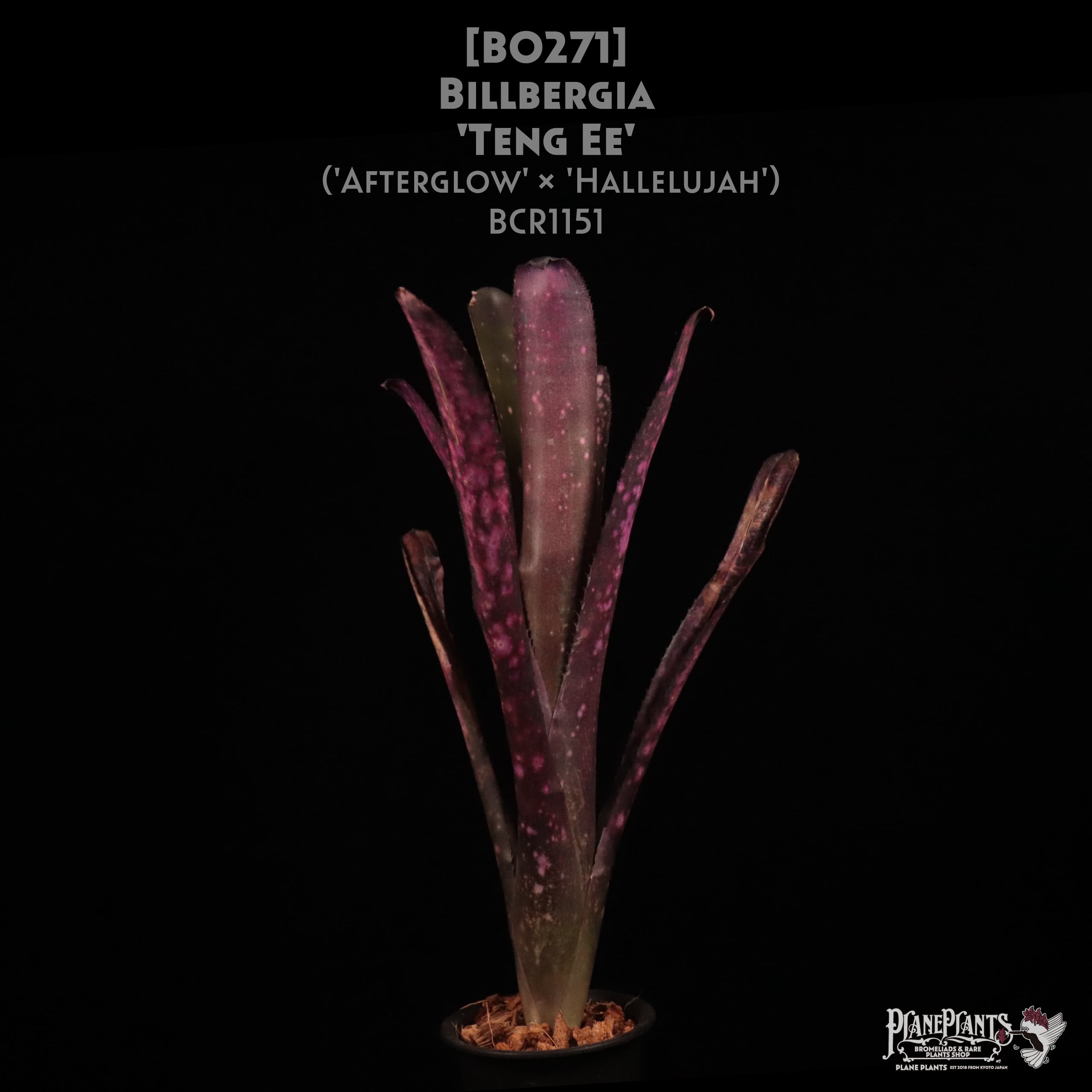 【送料無料】Billbergia 'Teng Ee'〔ビルベルギア〕現品発送B0271