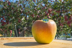 ｛数量限定｝ぐんま名月　家庭用５ｋｇ