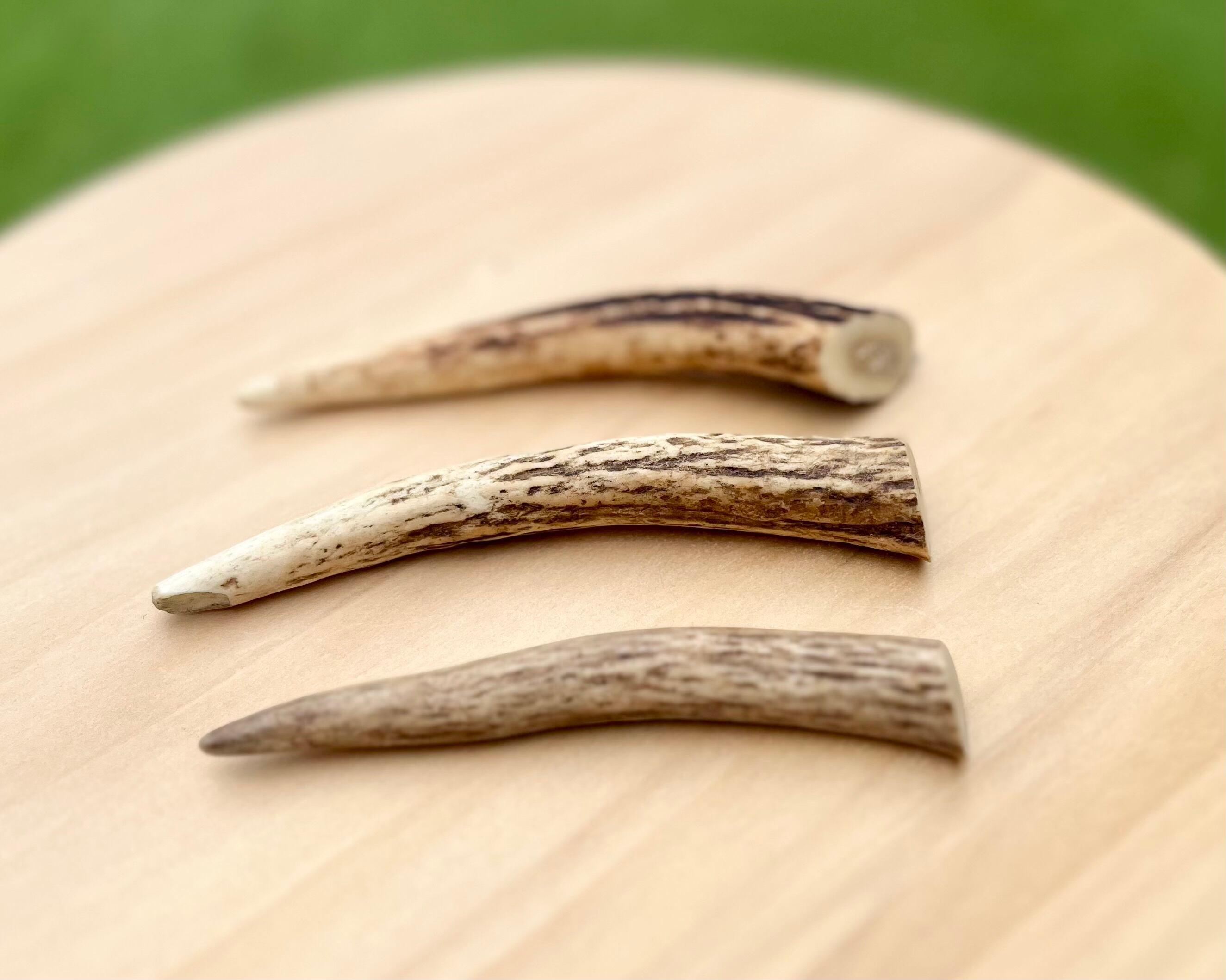 【NEW！】鹿の角・12cm未満