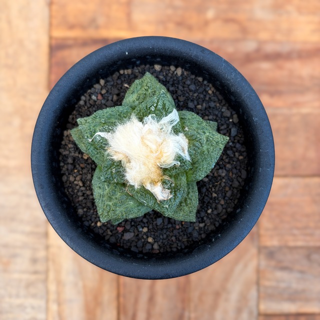 Ariocarpus fissuratus 【アリオカルプス・大疣亀甲牡丹】