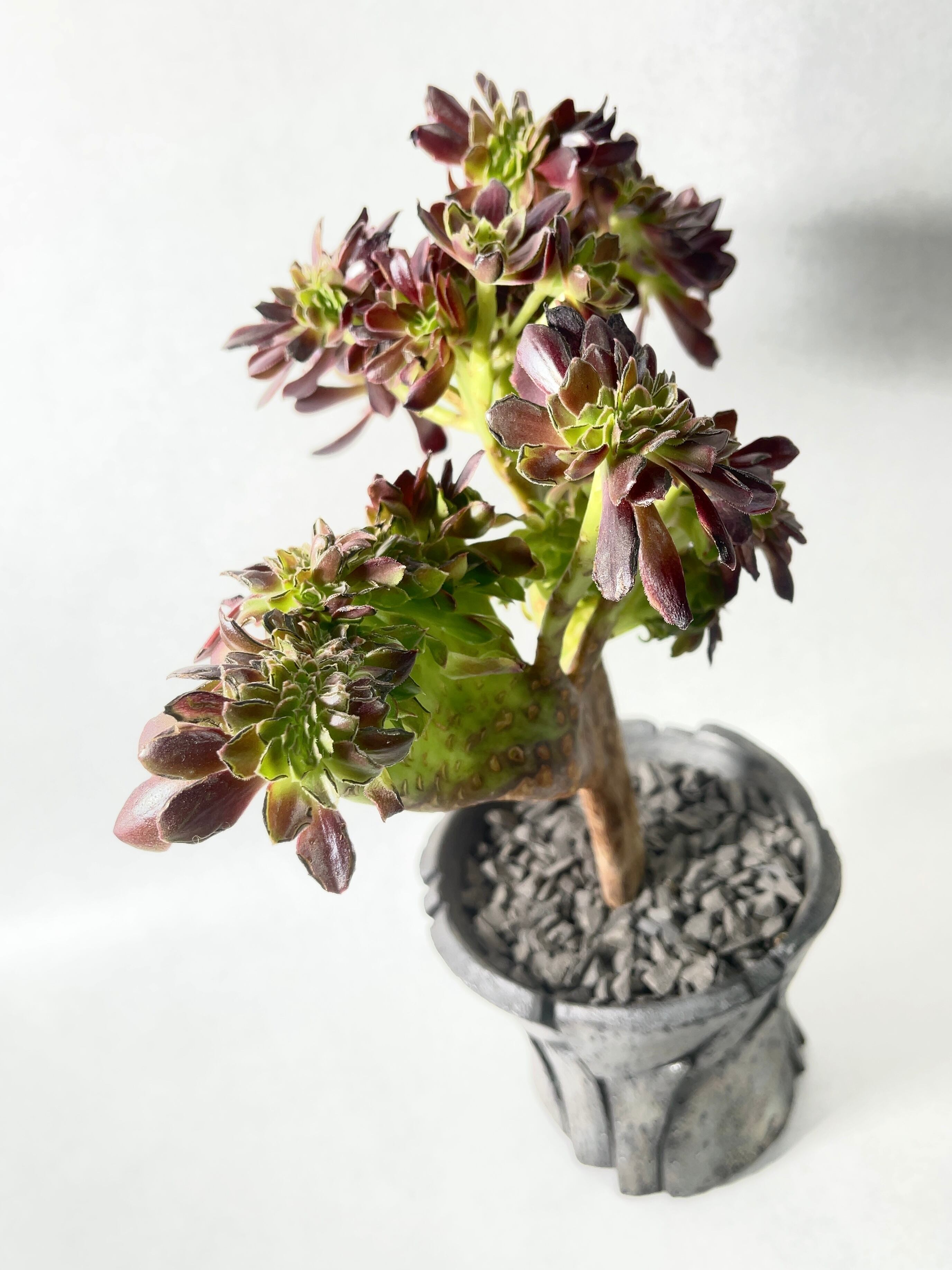 アエオニウム・スーパーバン綴化 | trigger