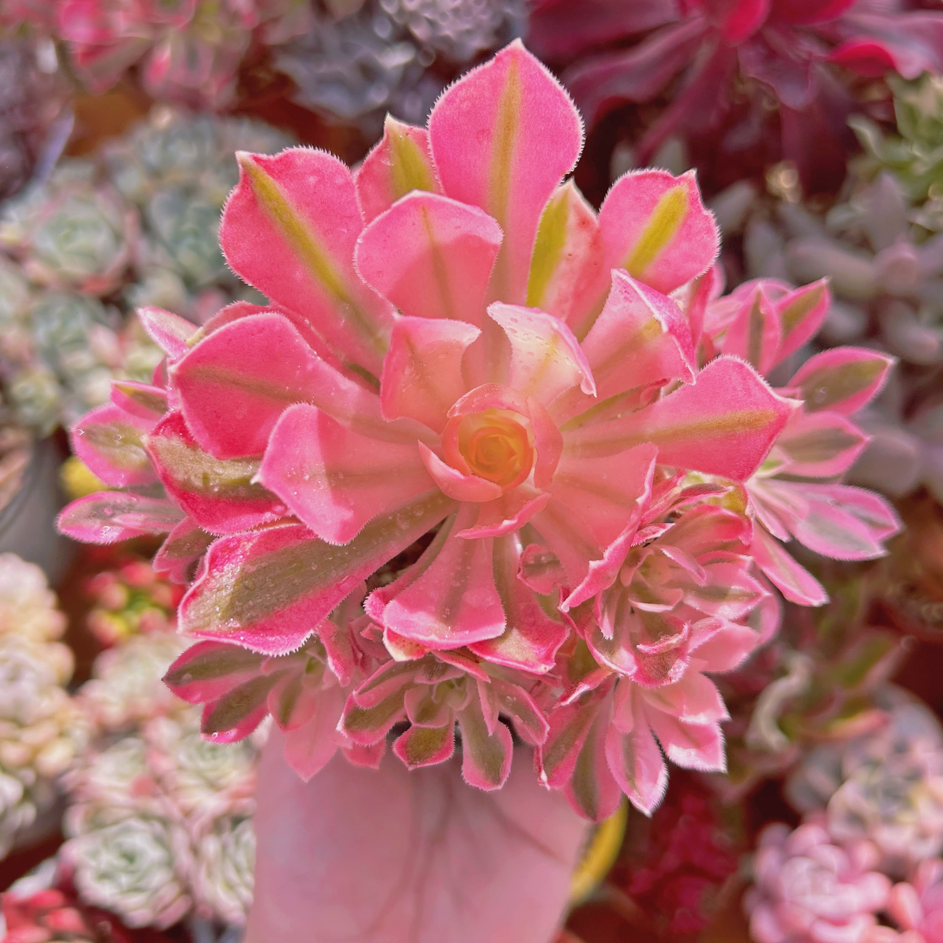 #051現物　多肉植物　ハロウィン白錦(Aeonium)　特大群生