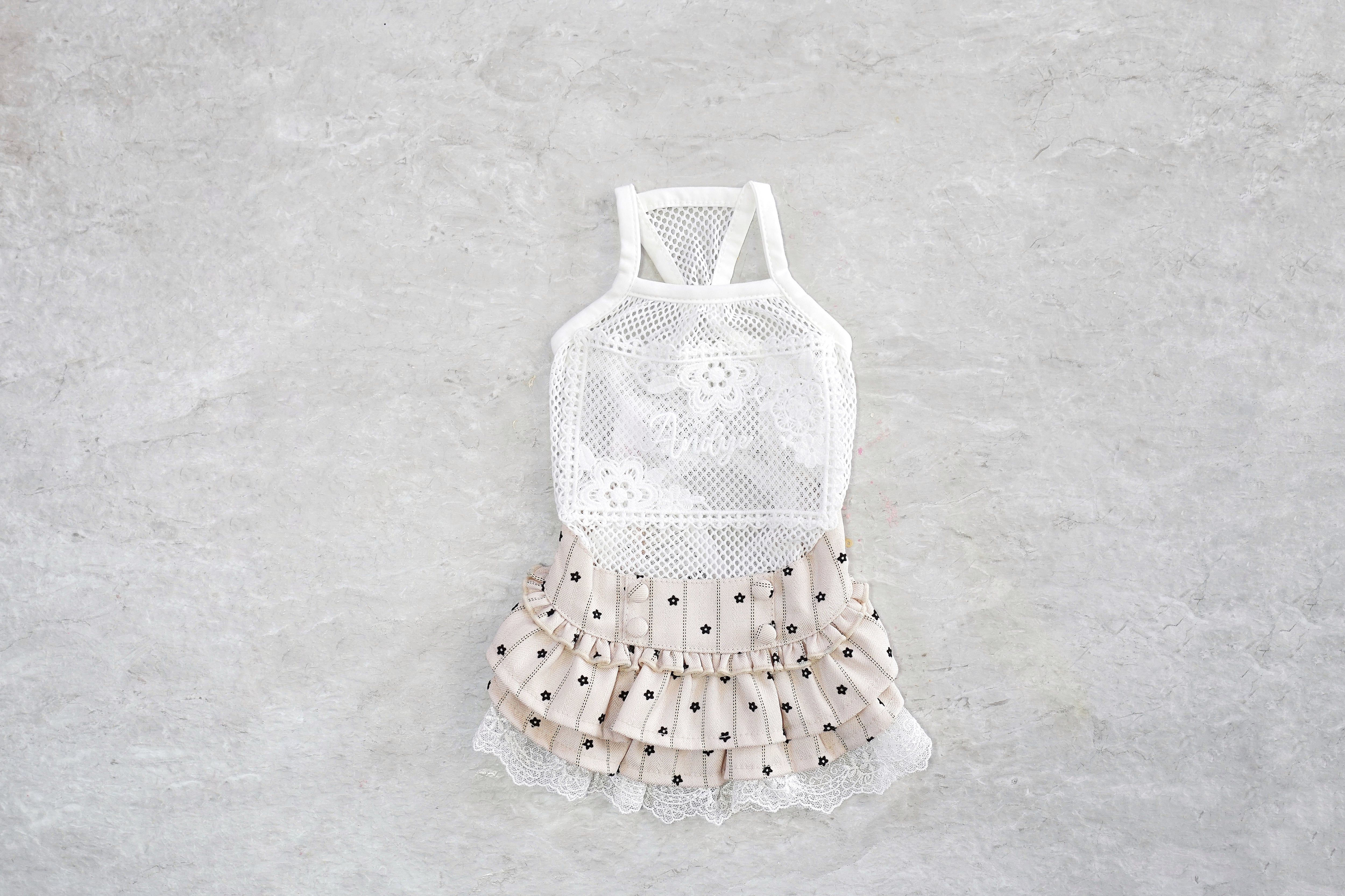 Euryops Daisy(ユリオプスデイジー)XXL.3XL