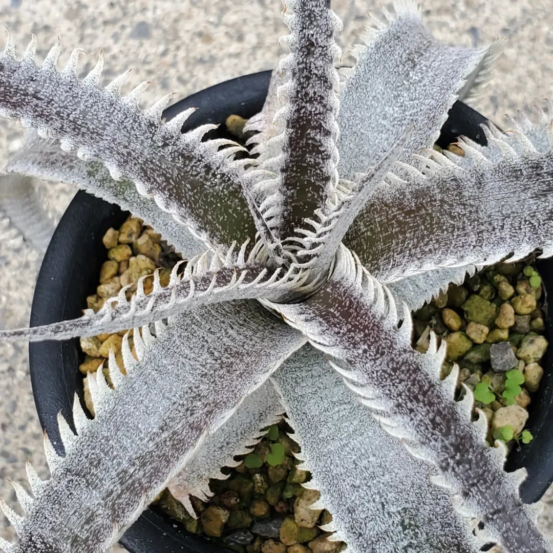 F00261_Dyckia 'A-J'：ディッキア・A-J（子株） | レアプランツ
