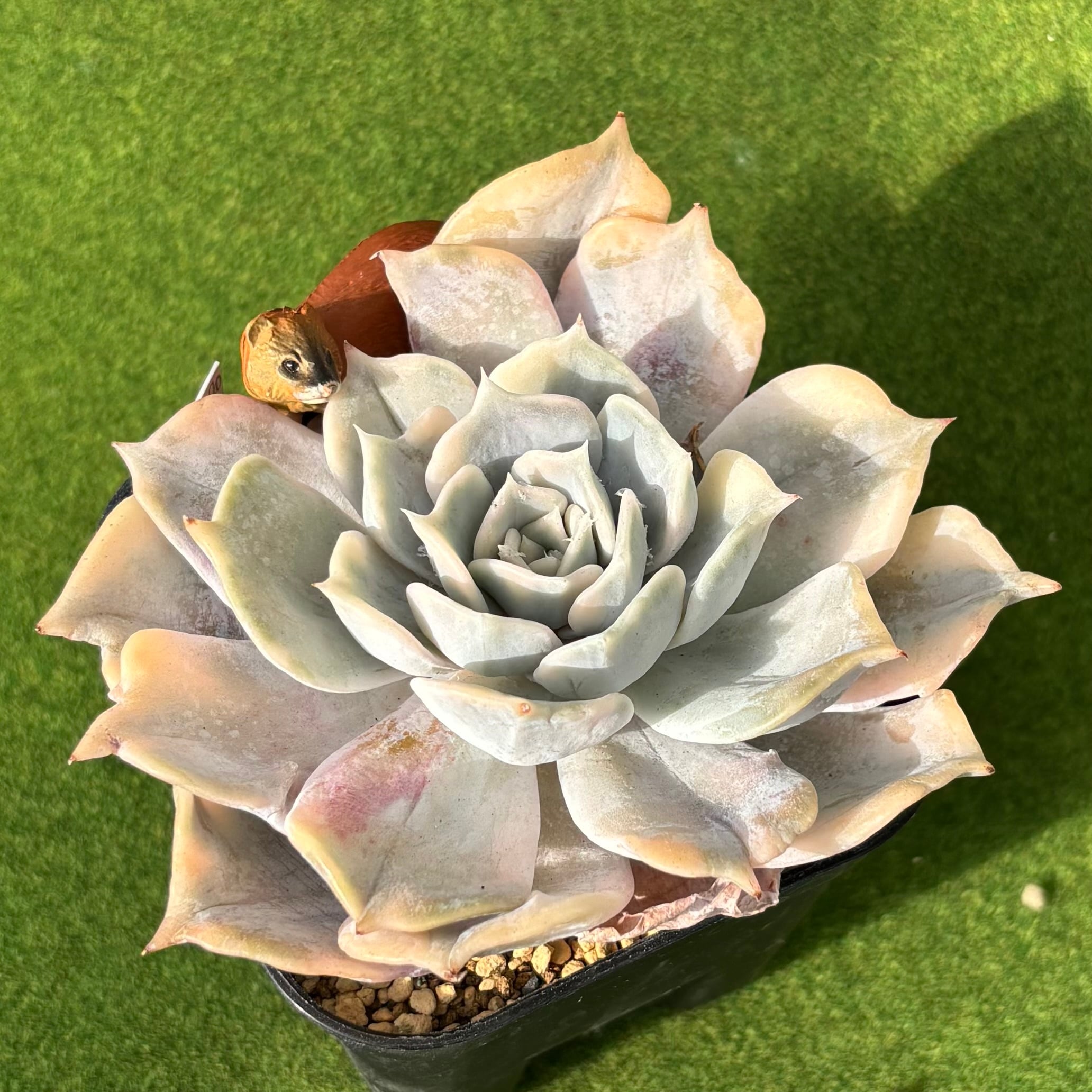 斑入り | 多肉植物 豆彦商店