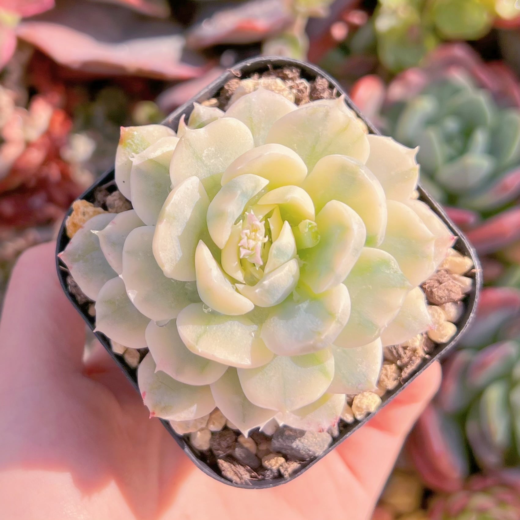 現品　クリームベリー錦#573　るる農園