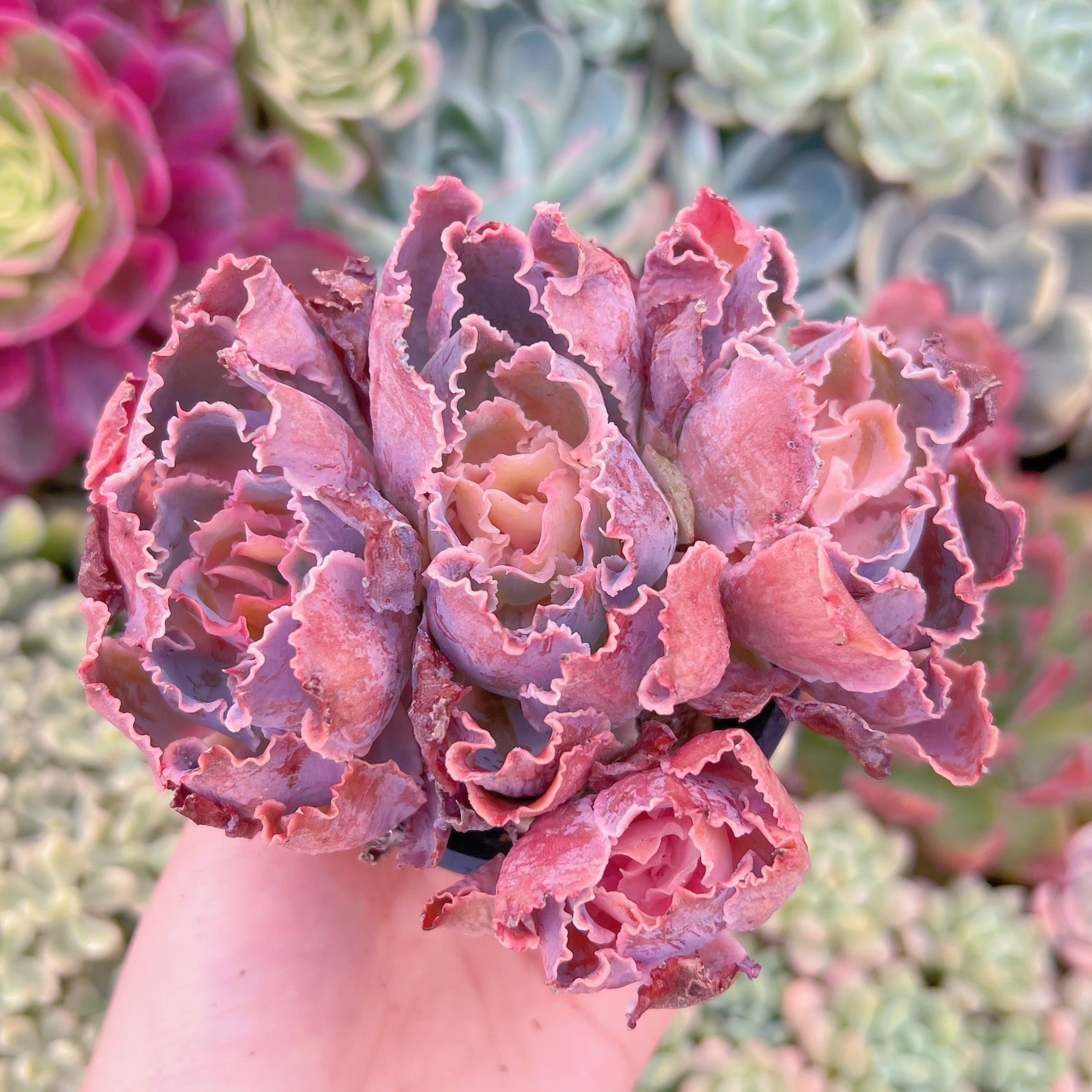 現品　シャビアナ#794　群生　るる農園