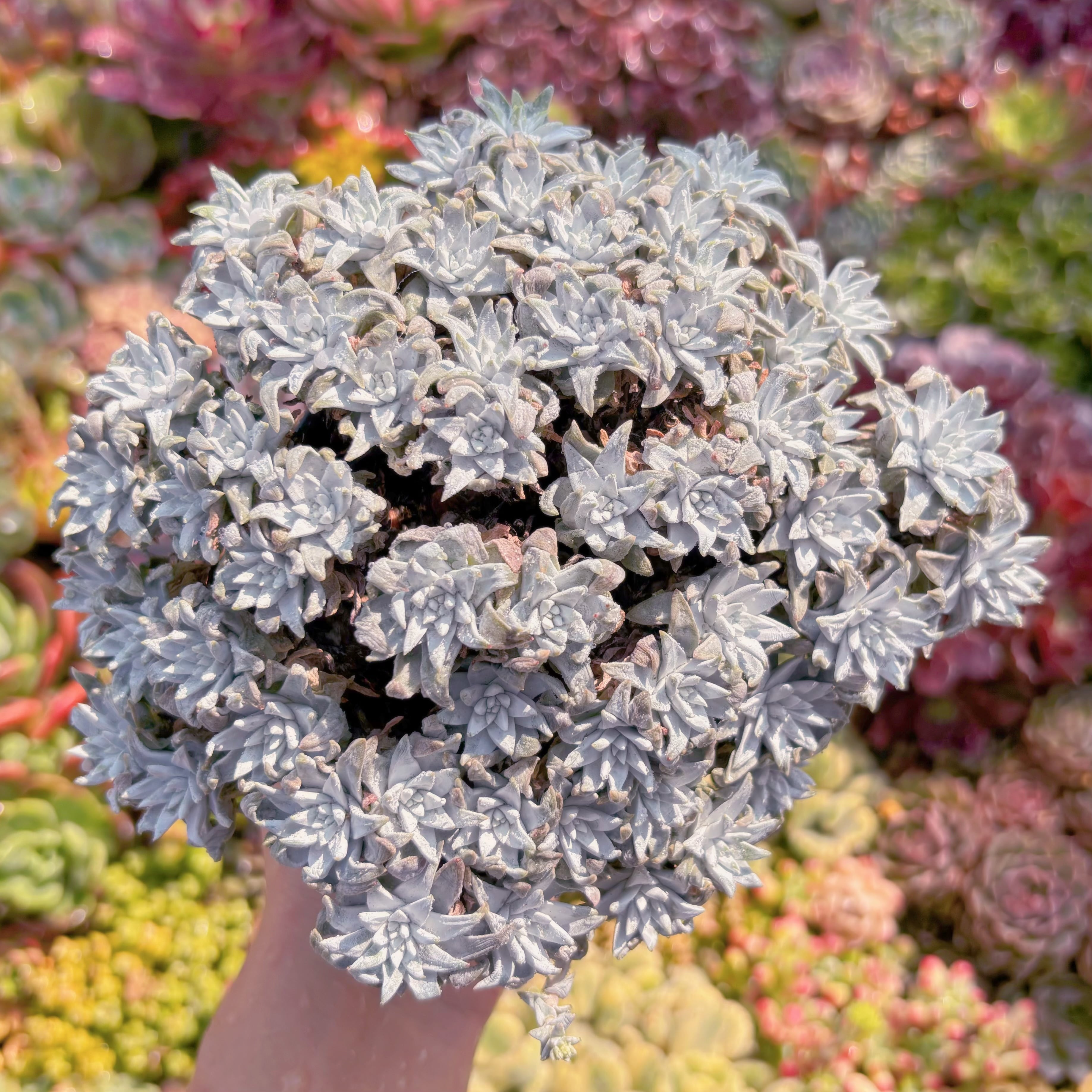 現品　白菊 ダドレアグノマ#F060　特大群生　新入荷　るる農園