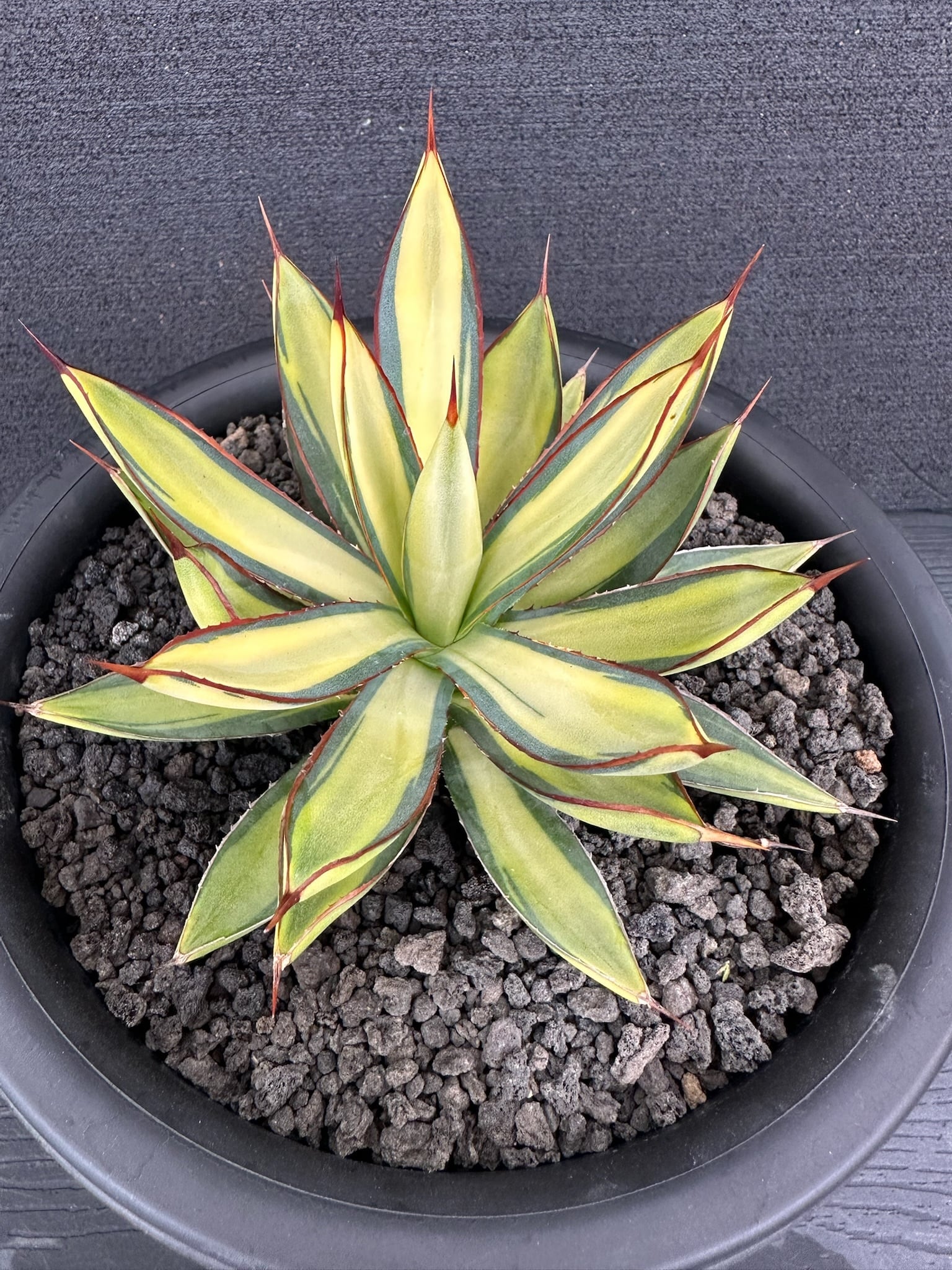 434 アガベ ホリダ ホリダ (黄中斑) /Agave Horrida horrida (yallow