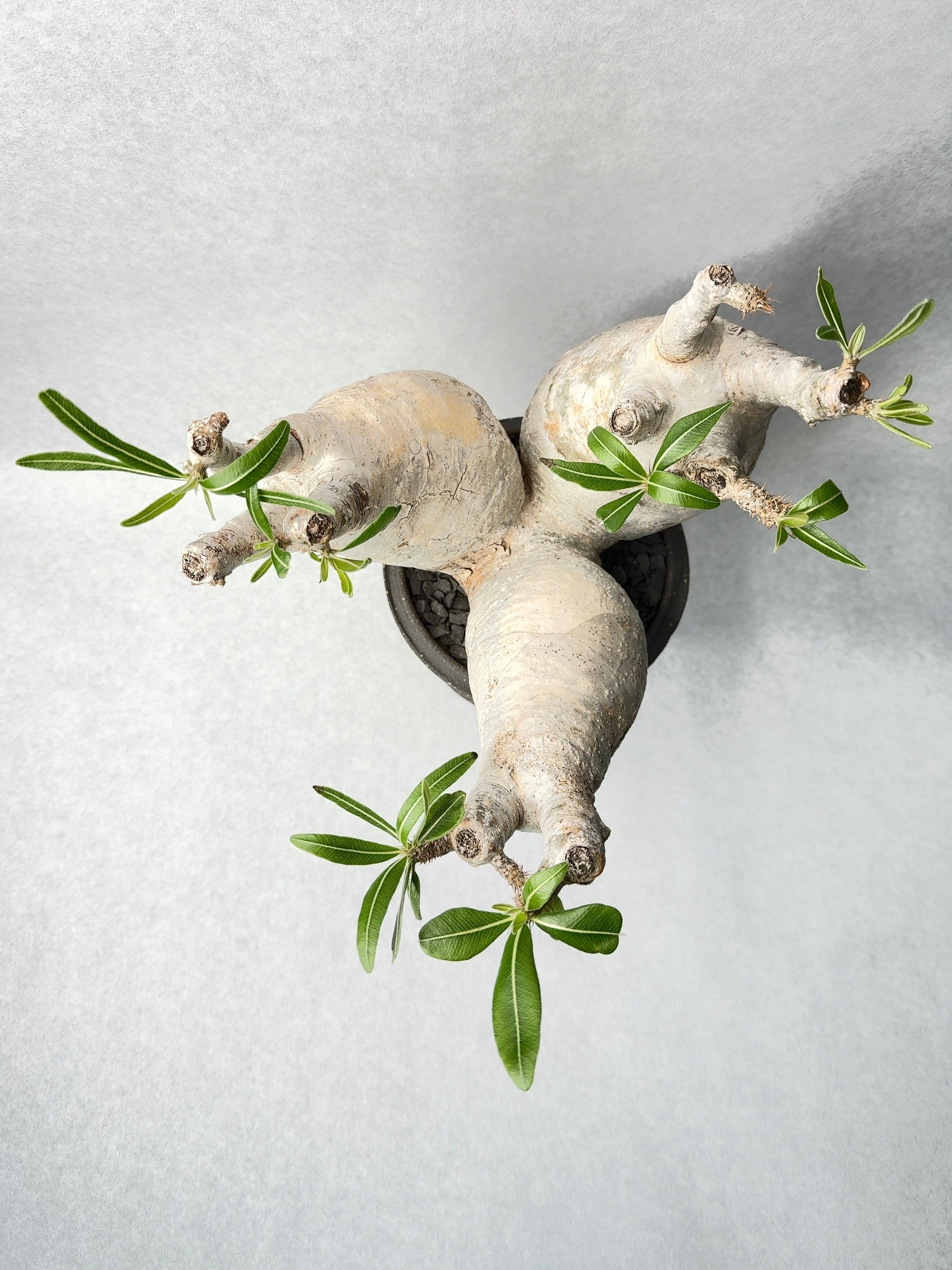 パキポディウム・グラキリス(トリプルヘッド) | trigger