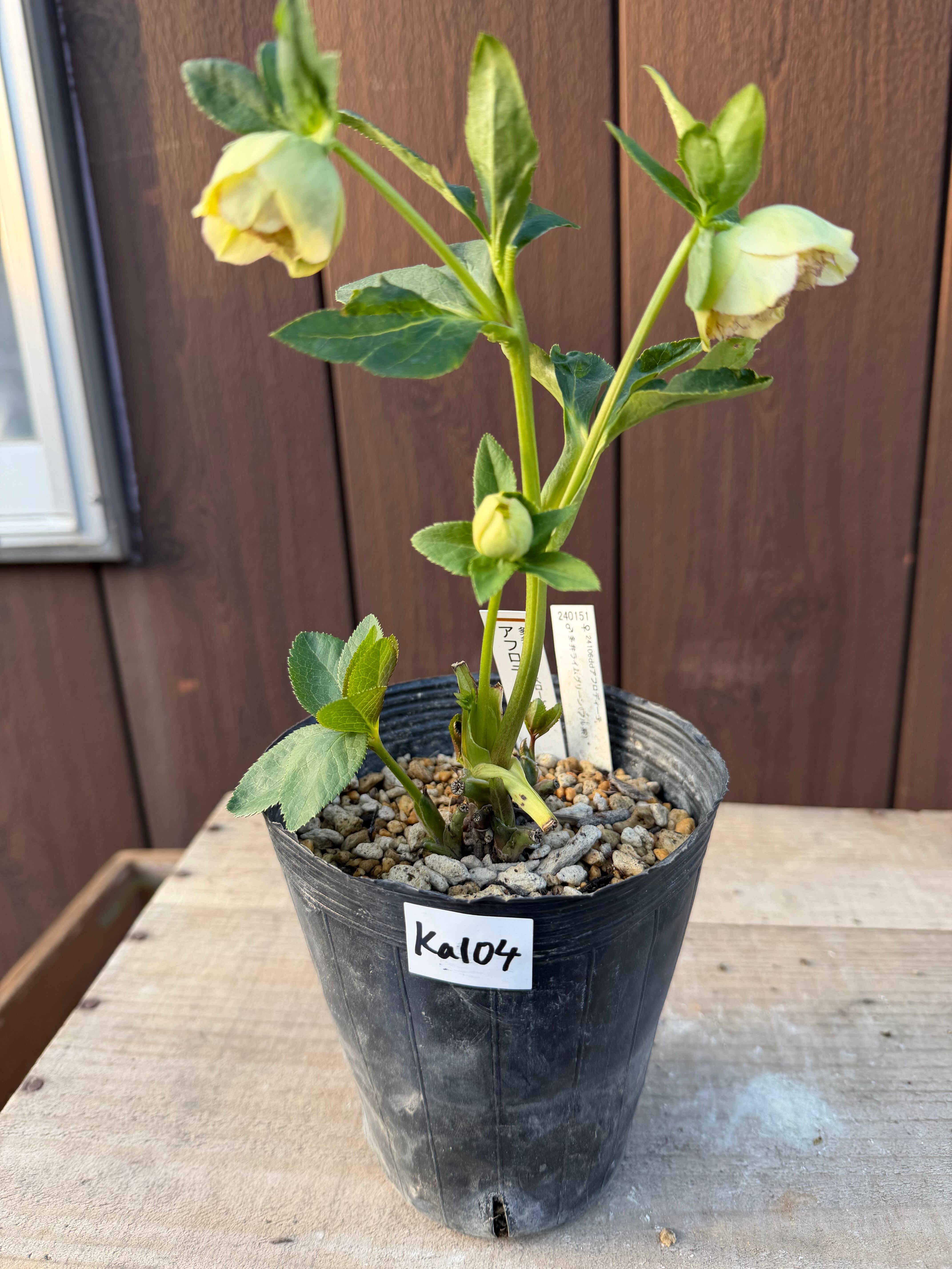 特Aアフロディーテ フル系交配 加藤農園 クリスマスローズ【Ka104