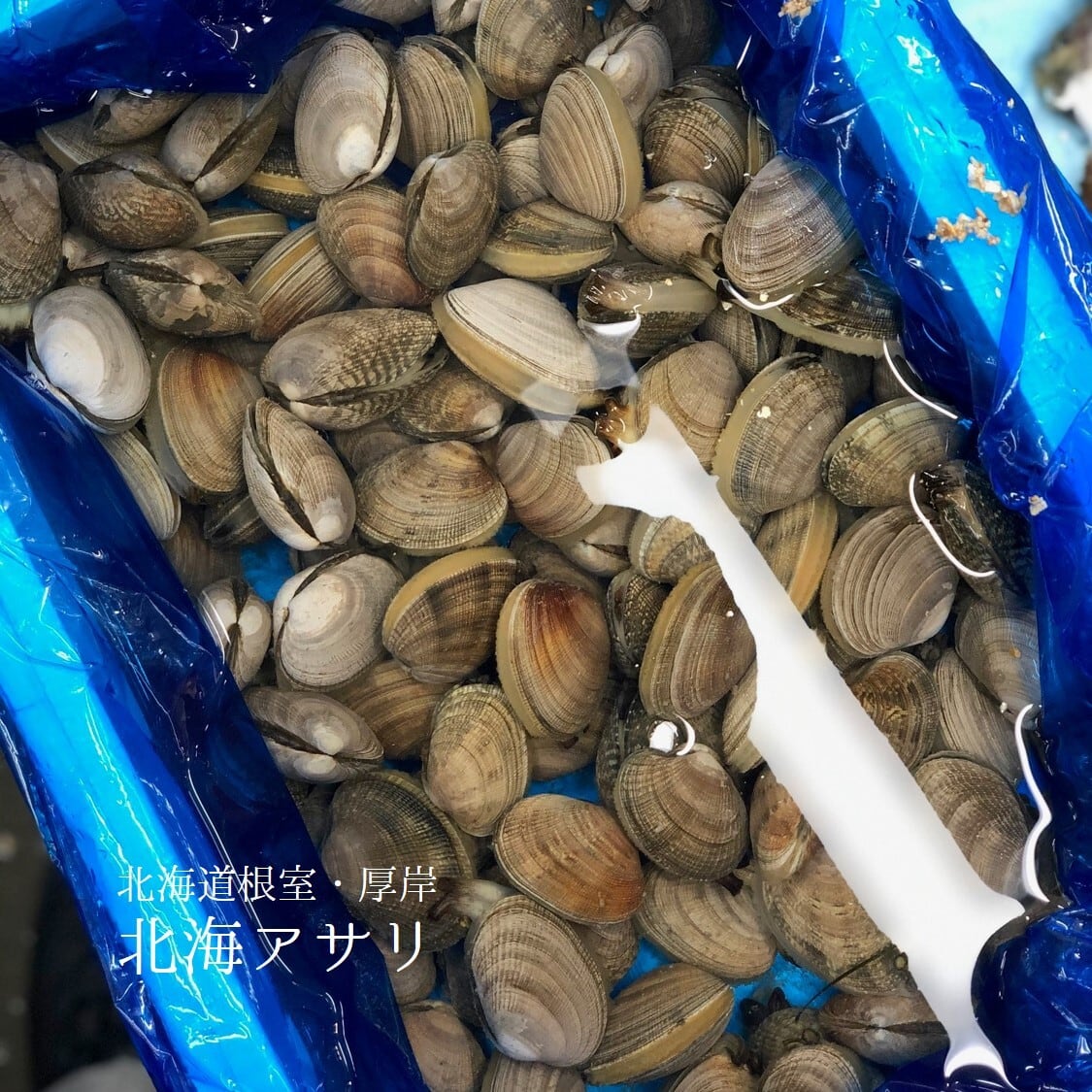北海アサリ 1kg 北海道根室・厚岸産 特大サイズ(1個20-30g前後)【北海アサリ1K】冷蔵 豊洲直送