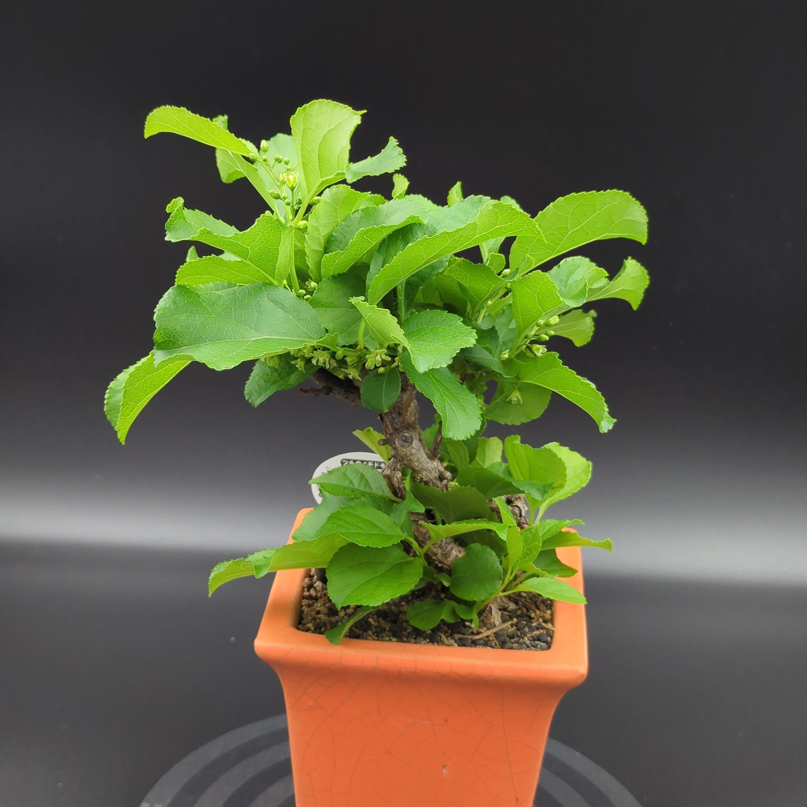 オペルクリカリア　パキプス オ0366「実生株」オペルクリカリア パキプス 2年株【塊根植物実店舗販売