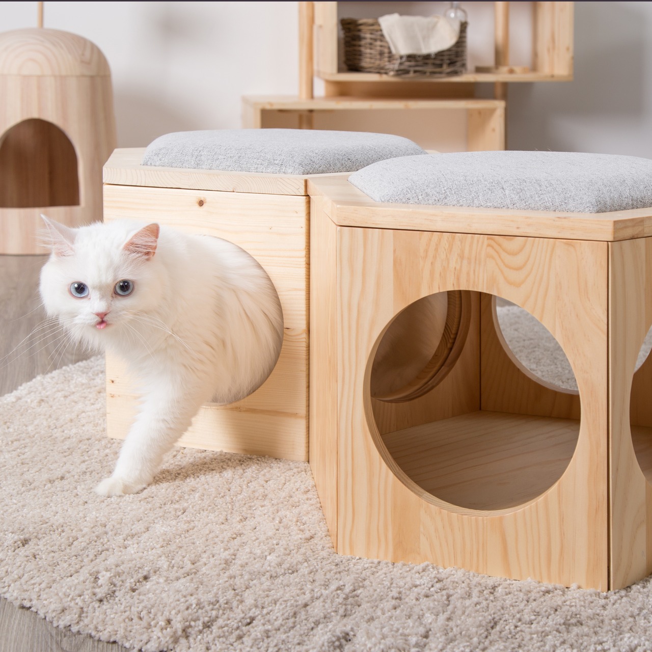 【MYZOOコラボ福袋】イスセット福袋（３色から選べる！）6,000円以上お得！,人気おやつ,ウェットフード