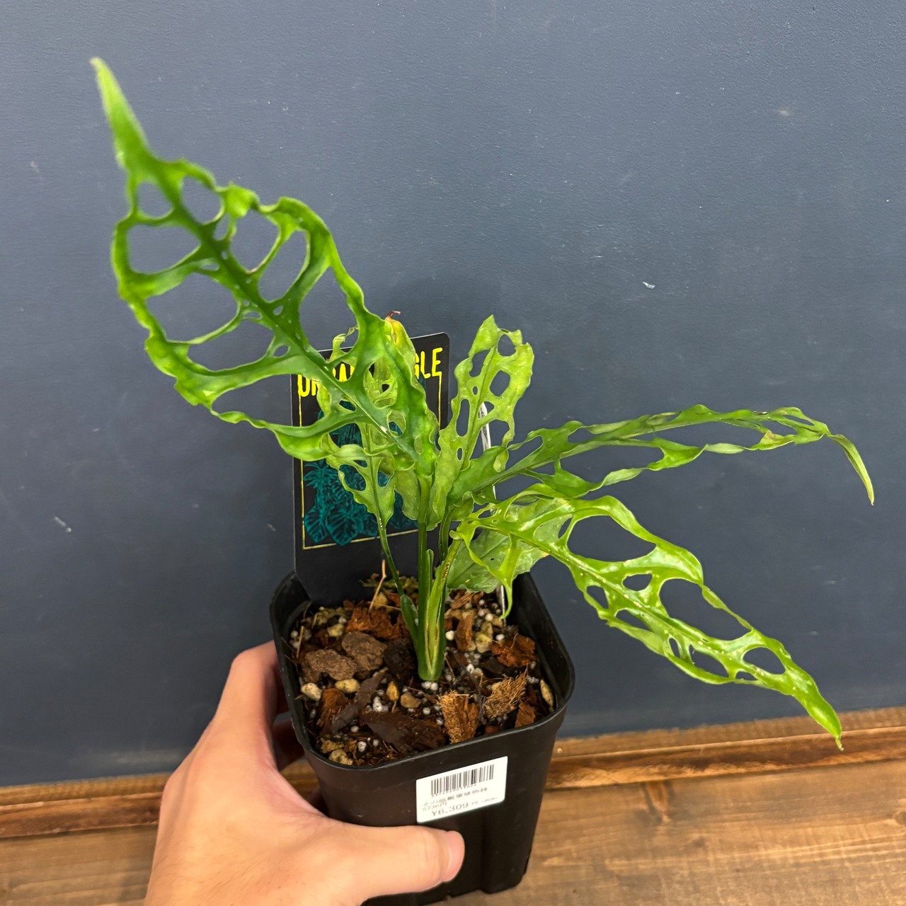 モンステラ　オブリクア　ペルー【391】