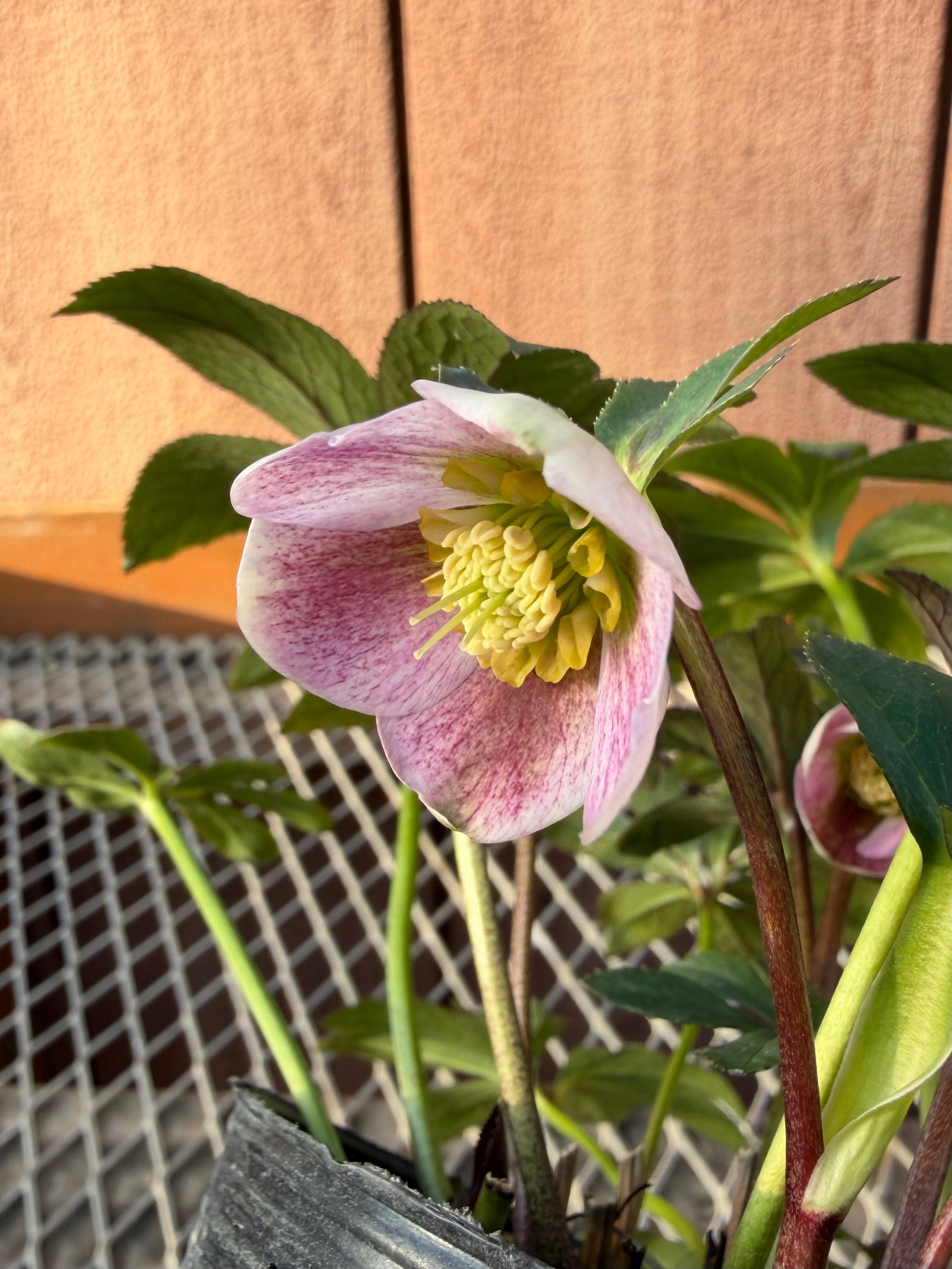 ポーセリンhyb. 大木ナーサリー ※蕾無し特価 クリスマスローズ【Og12