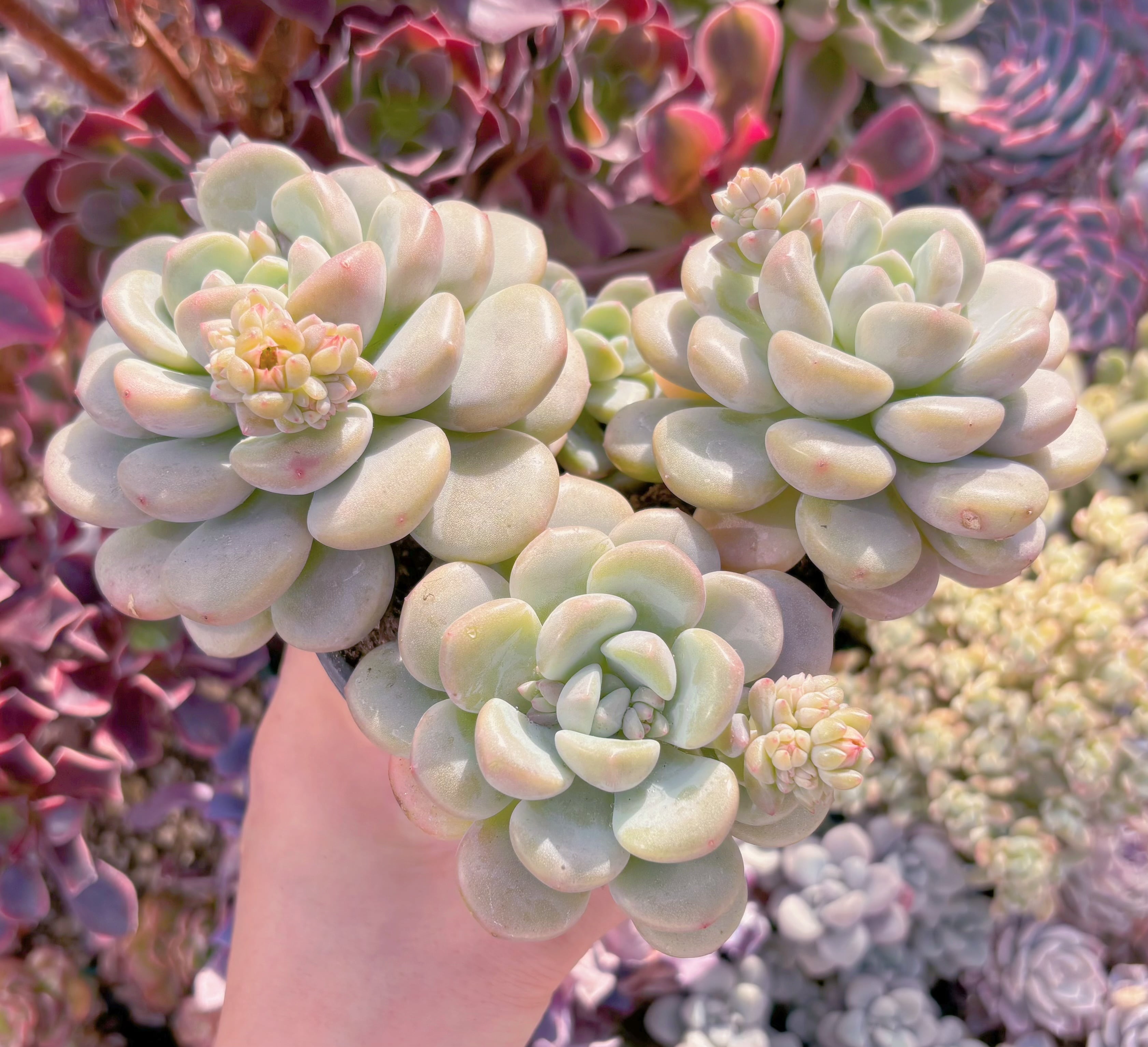 現品　新品種　玉兎#A06　群生　るる農園