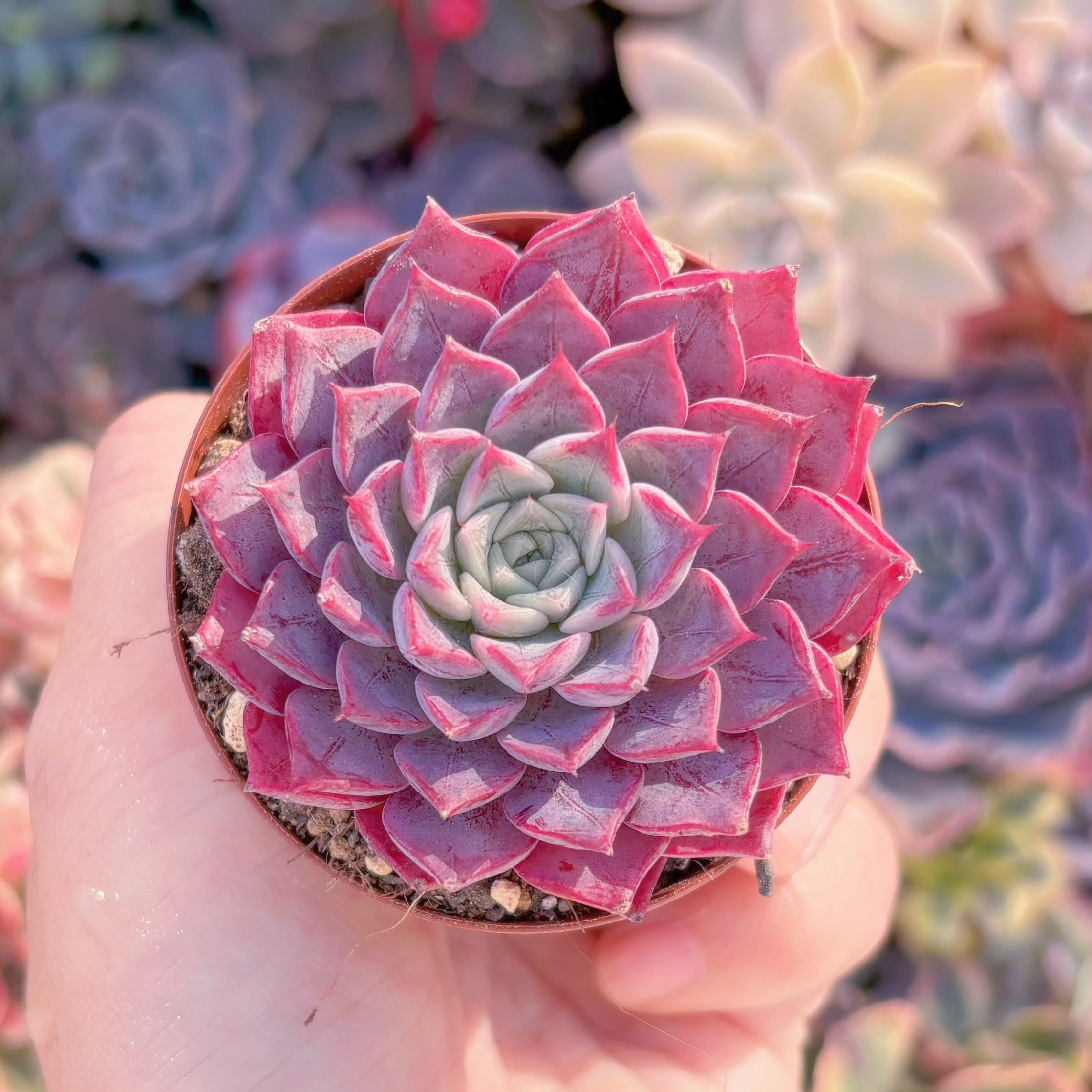 現品　腮紅#2218　新入荷　るる農園