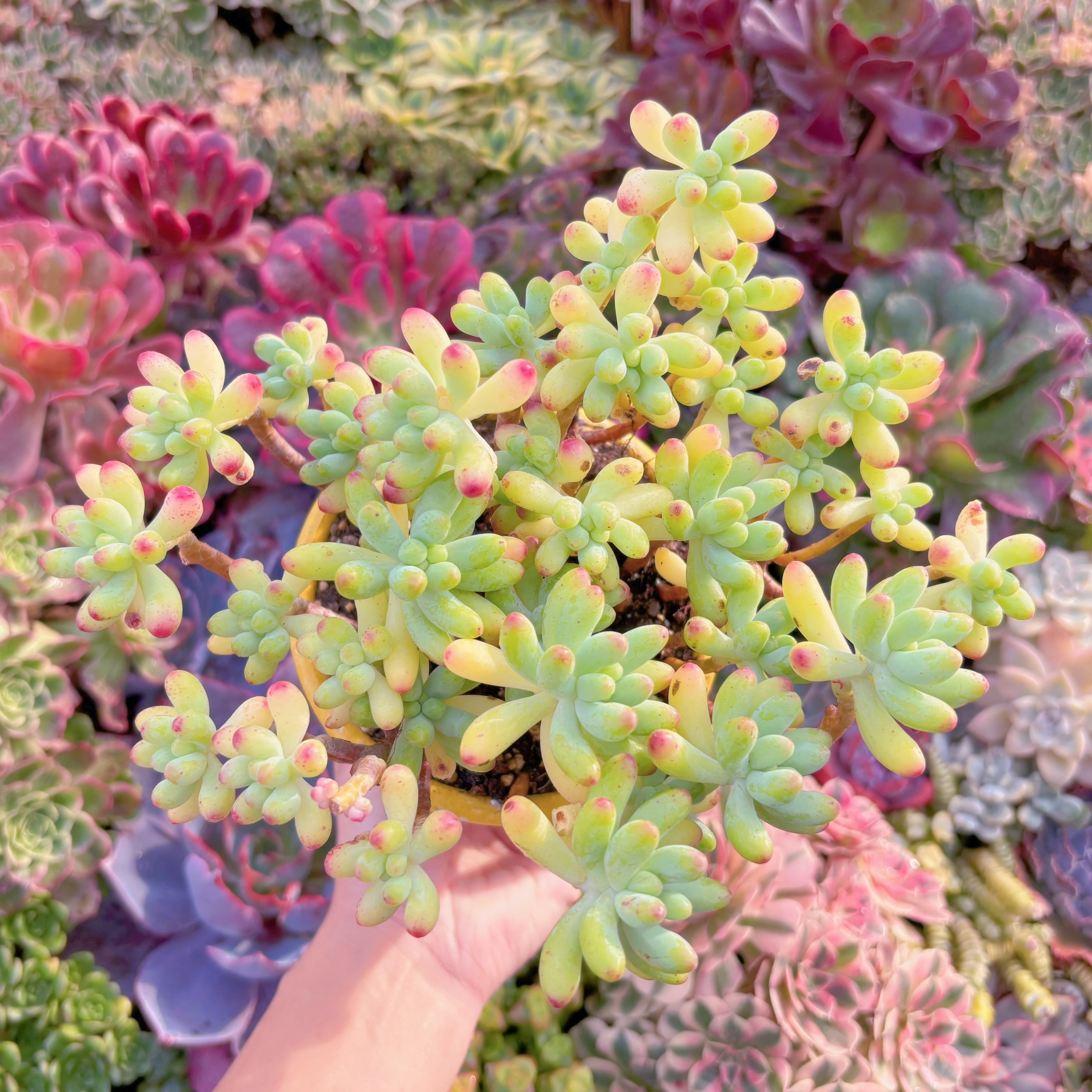 現品　乙女心#A074　新入荷　るる農園