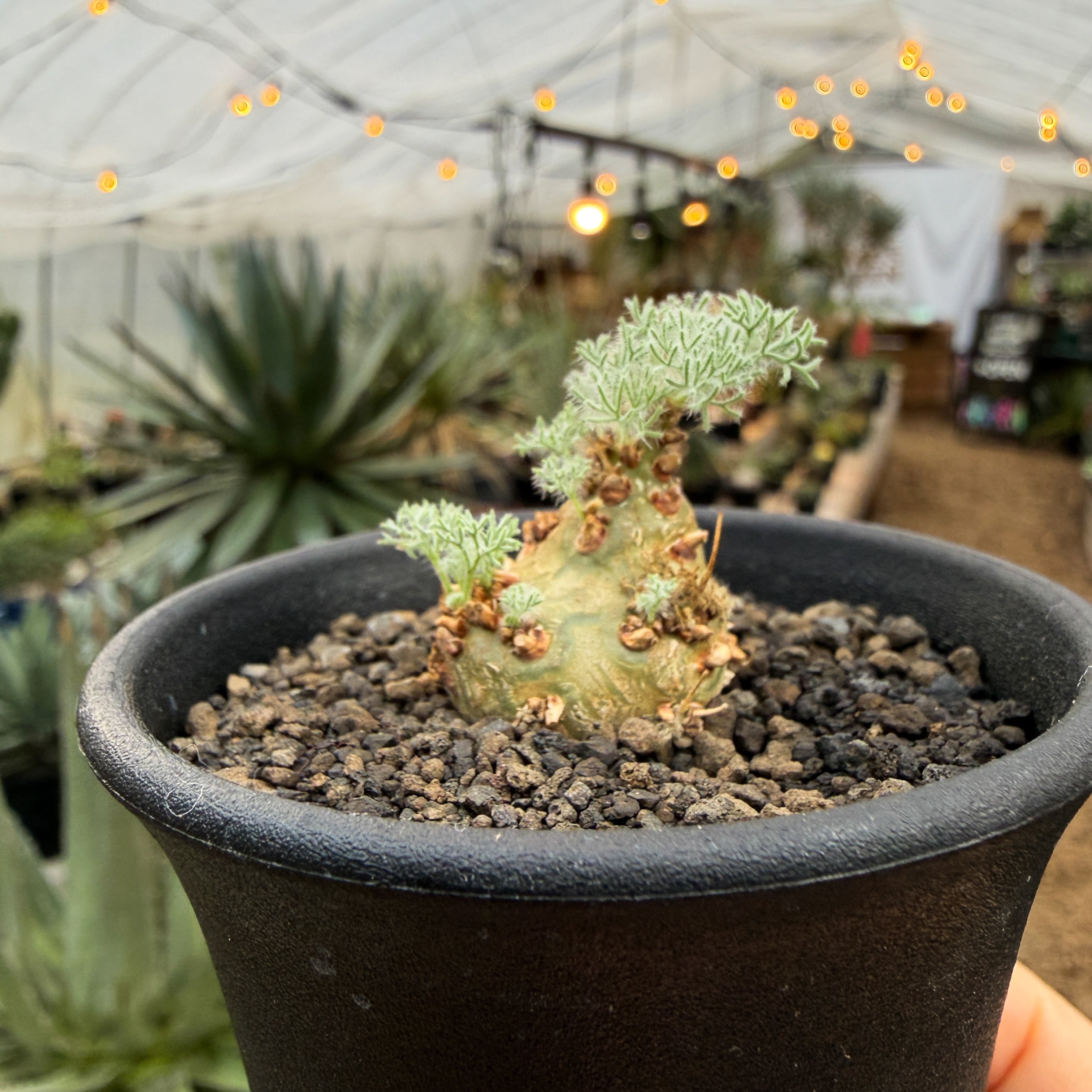 モンソニア ペニクリナム 実生株(A)（抜き苗） モンソニア